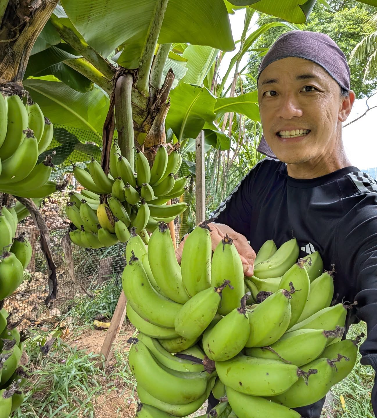 We planted this a year ago and today we harvested our first bananas!