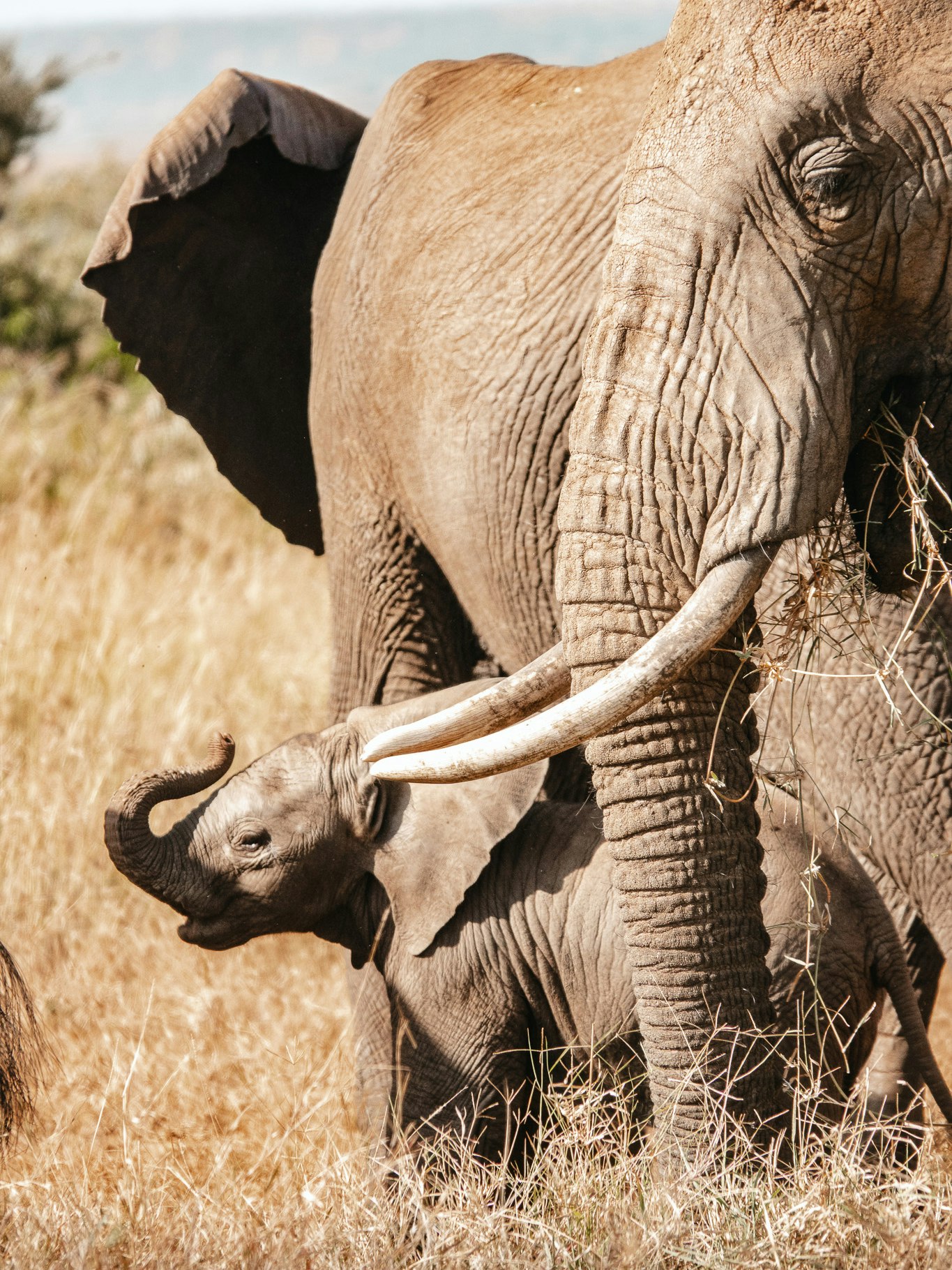 An elephant calf exploring the world under the watchful eye of its herd 🐘 Did you know an elephant’s trunk contains more than 40,000 muscles, giving it both incredible strength and delicate precision? Calves spend months learning how to control their trunks – at first they swing them clumsily, but soon they can pluck a single blade of grass or uproot a small tree.
Through our partnerships with San Diego Zoo Wildlife Alliance and Save the Elephants, we monitor elephant movements across northern Kenya to better understand their behaviour and migration. This research also helps us work with local communities to reduce human–elephant conflict, ensuring both people and elephants can thrive together.
#Elephants #Loisaba #WildlifeConservation
Photo © @JamieLucasPhotography