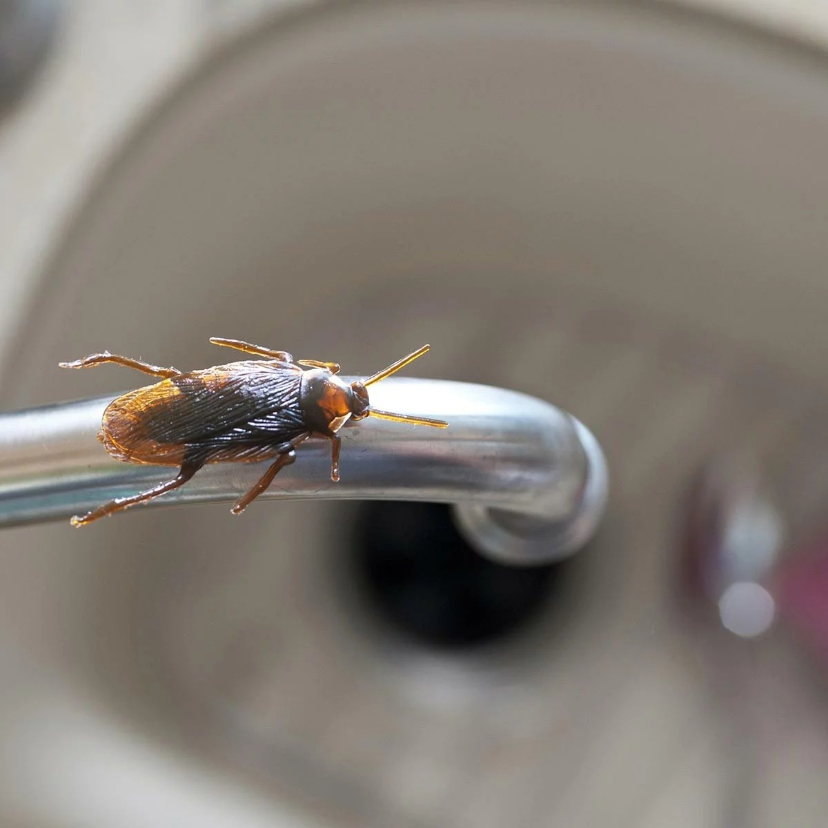 🚫 Attention aux blattes !
Ces insectes ne sont pas seulement désagréables : ils transportent des bactéries et peuvent déclencher des allergies et de l’asthme. Une infestation se développe vite si on n’agit pas à temps.
✅ Nos conseils prévention :
- Gardez votre logement propre et sec.
- Rangez les aliments dans des contenants hermétiques.
- Ne laissez pas traîner de vaisselle sale ni de déchets.
- Bouchez les fissures et orifices par où elles pourraient entrer.
👉 Agissez vite : au moindre signe de blattes (excréments, odeur, insectes visibles), contactez sans attendre un professionnel pour éviter une infestation plus grave.
Tel : 04 37 22 62 90
Site Solyservices.com
#blattes #cafards #solyservices #désinsectisation #prévention