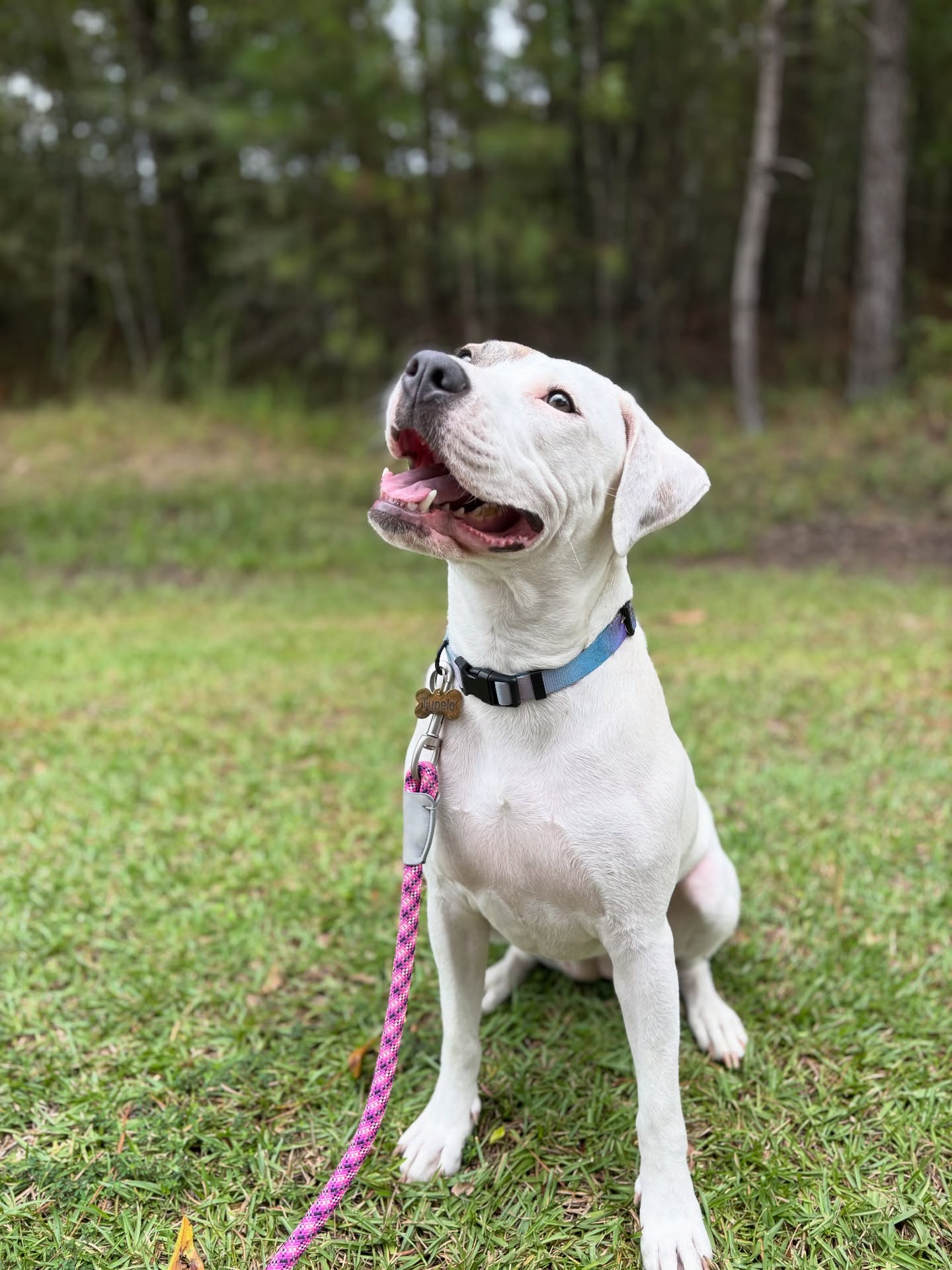 When you crush your ‘sit’ and look this proud doing it 🐶✨
Here’s the trick: dogs repeat what works. If ‘sit’ earns them praise, snacks, and attention, they’ll happily do it again (and again). Consistency + positive reinforcement = a dog who wants to listen.
Training tip ➡️ Reward the behavior you want more of, and you’ll get more of it. Simple, fun, and effective.
#HappyHounds #GoodDogEnergy #dogtraining #rescuepup #SavannahDogs #dogsofsavannah #dogtrainingadvice #dogtraining101