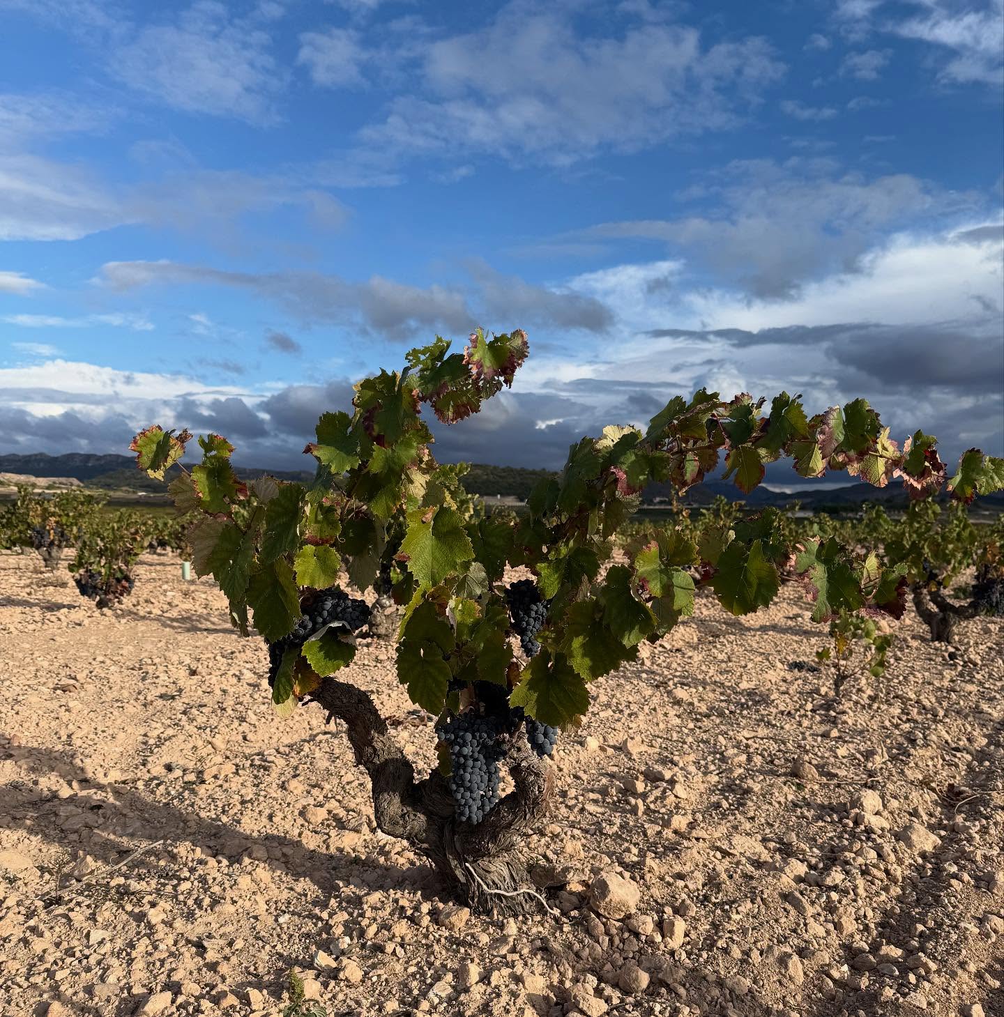 In Spain for a few days, stunning scenery, great people and amazing wines - the food is fantastic too!!
#alicante #jumilla #juangil #monastrell #boutinot #anchovy #winelover #lovewine