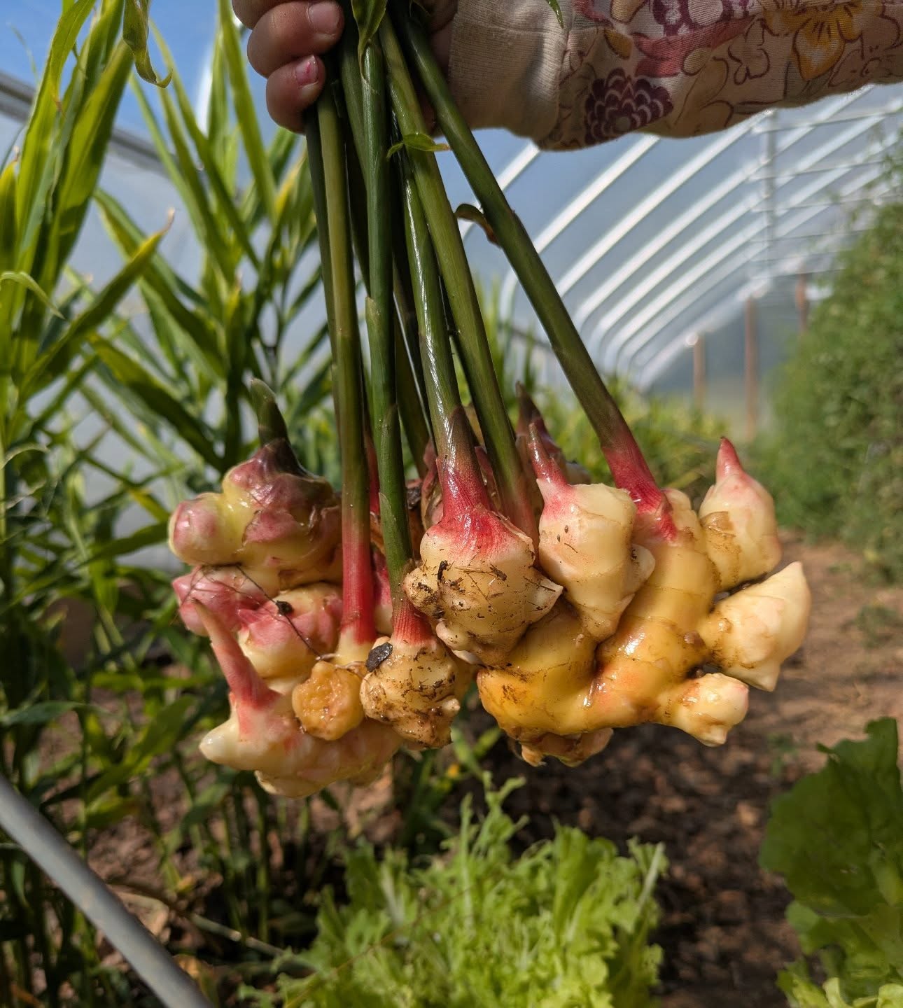 A little ginger preview!! 𤩠Can't wait to dig these in a couple weeks.