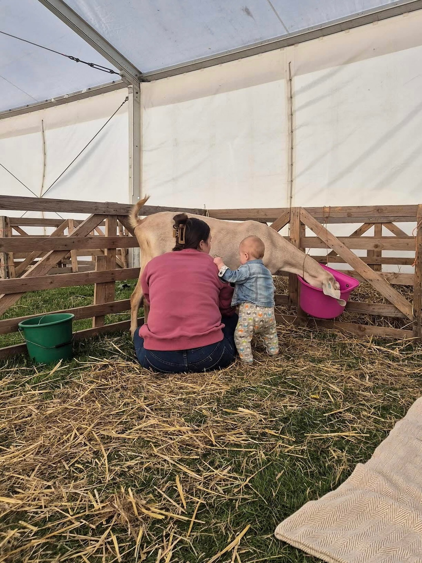 First show season wrapped up ✨
Can't believe October is here already! The end of September means Lainey's first show season with the goats has come to a close! 🥹
She's been to 5 shows, had 4 overnight stays, and it's been an amazing experience.
Bring on next year!!
.
#marshvalleysoap #goatsmilksoap #endofseason #familyrunbusiness #lifewithlittles #showgoats #firstshow #anglonubian