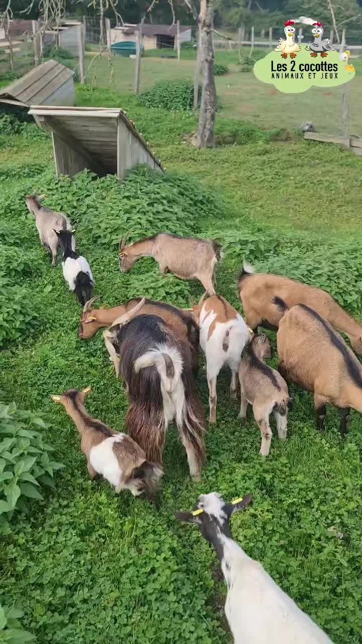 🐐 Nos chèvres 🐐
#ain #bourgogne #ferme #fermepedagogique #fermeles2cocottes
