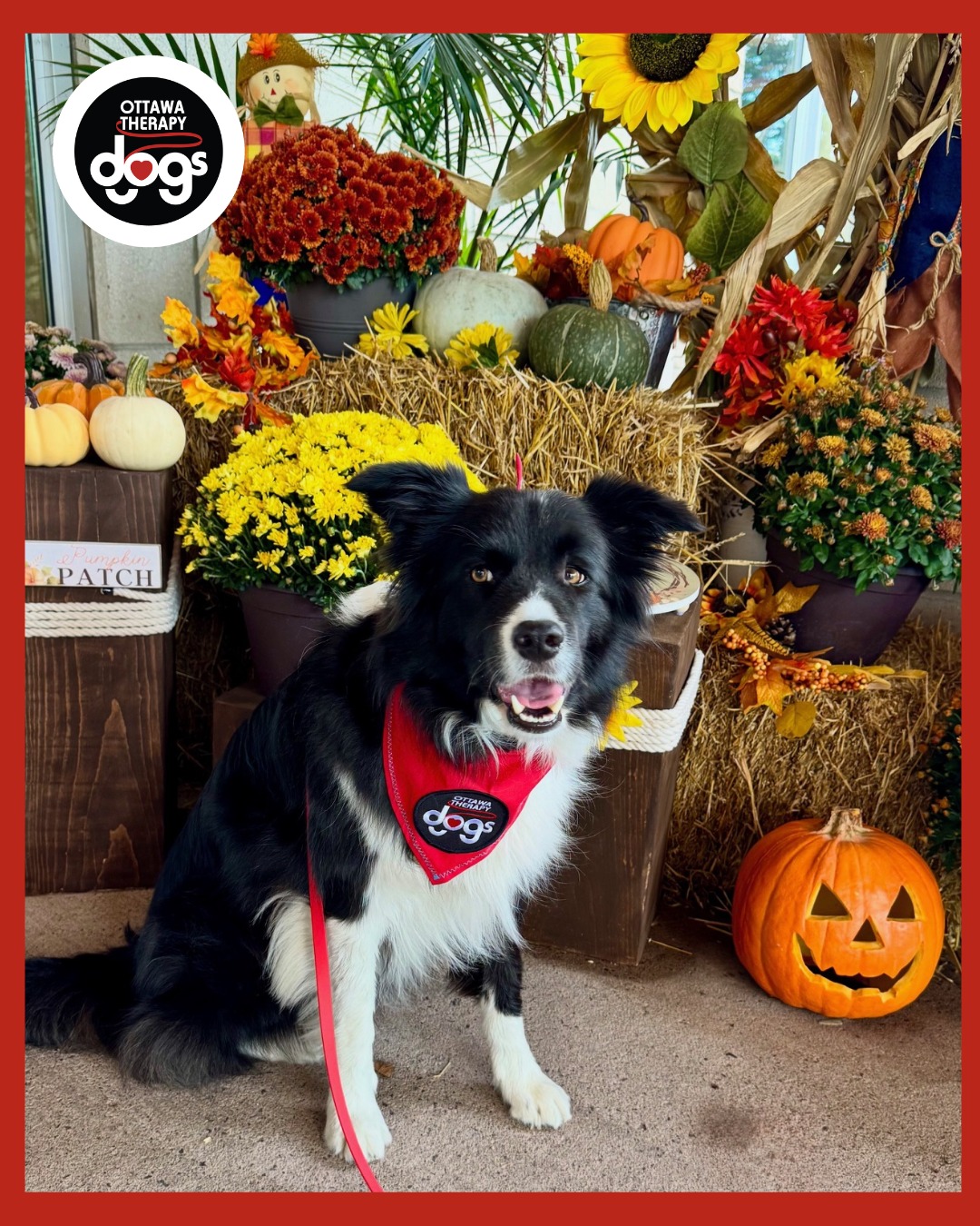 Cedar was all smiles as she embraced the beauty of the fall season during her visit at Beacon Heights Retirement this week! What do you and your pup most enjoy doing this time of year?🍂