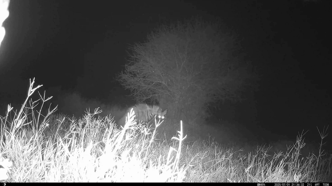 With their distinctive shaggy mane and large ears, striped hyenas are one of Africa’s lesser-known carnivores. Mostly solitary and strictly nocturnal, they play an important role in the ecosystem as scavengers — helping to clean up the landscape and recycle nutrients. Though rarely seen during the day, they are occasionally glimpsed on night drives at Loisaba or caught on our camera traps after dark.
#StripedHyena #LoisabaConservancy #NocturnalWildlife #Laikipia #CarnivoreConservation #WildKenya