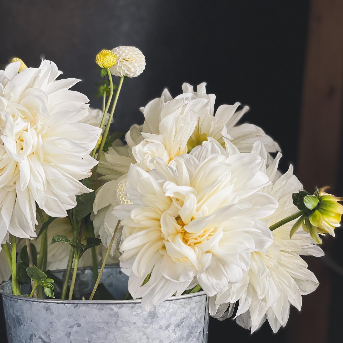 Can you believe the season is coming to an end!? In the spring I gave out extra dahlia tubers, and now is the time to start thinking about how to save them. To learn, come join us at the farm for our "Dahlia Dig Day"!
You'll get to take home some extra tubers for yourself, and learn about how to store, divide and grow. https://wix.to/RRygm2T
#rsvpnow #savethedate