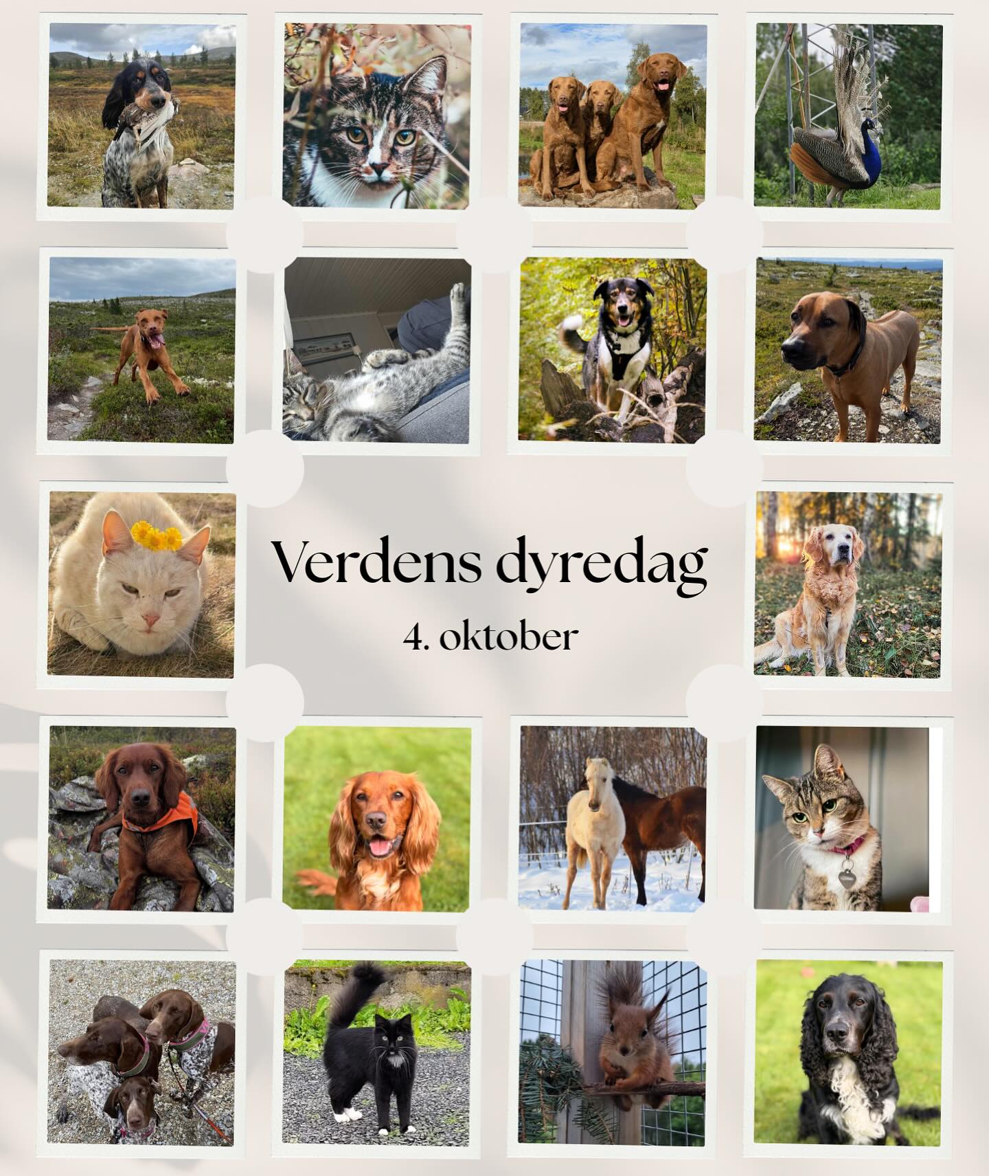 Det er verdens dyredag i dag 🐾 Vi ferier alle store og små, firbeinte, fjærkledde og alt i mellom 🥳 Hurra for kjæledyrene våre ❤️ Hvem ferier du litt ekstra i dag? Legg gjerne igjen et bilde i kommentarfeltet 😍