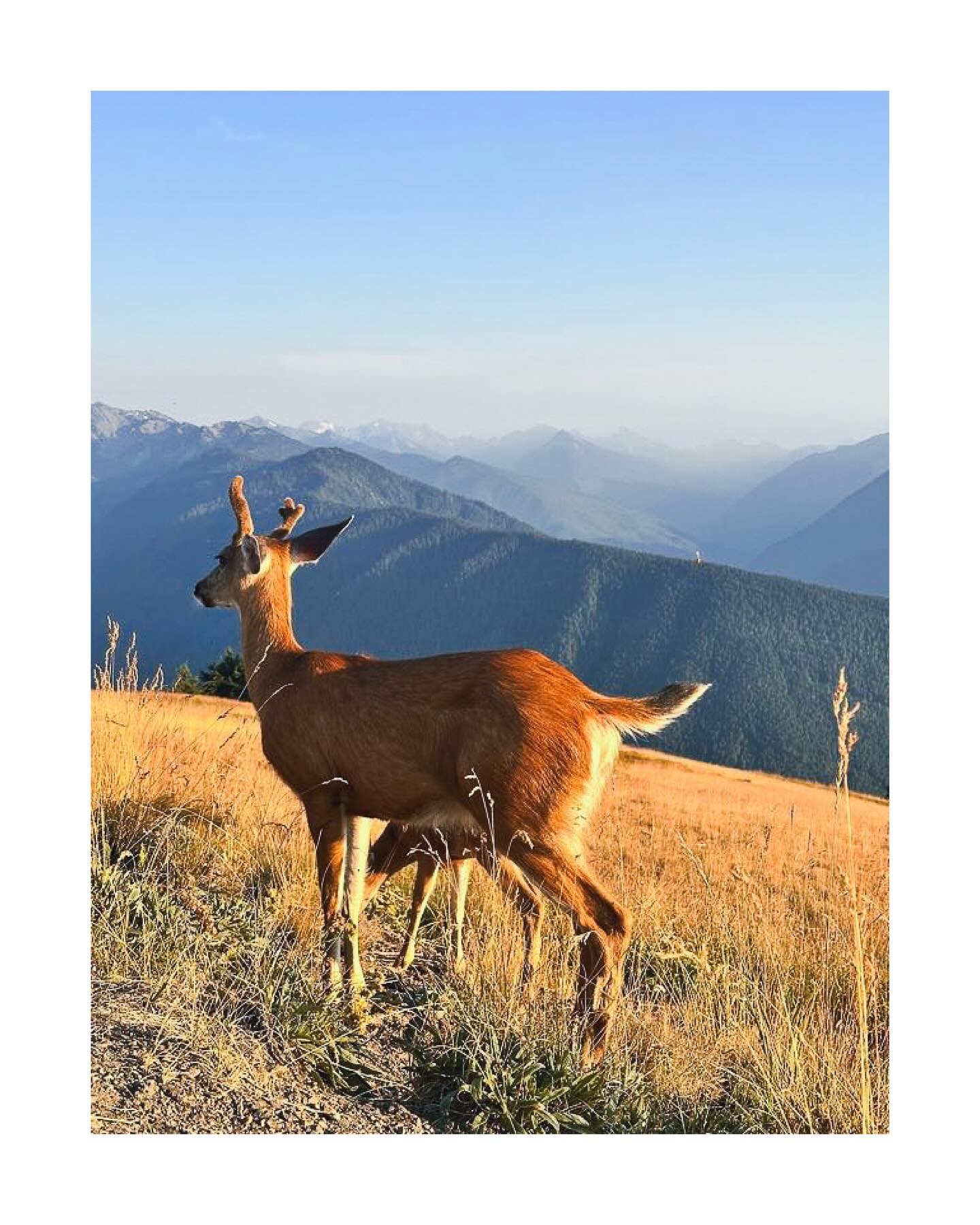 Deer Mountains,
I hope you are doing well….
.
.
.
.
.
#deer #hurricaneridge #olympicnationalpark #washington #nationalparks #parkrangers #deersofinstagram #mountains #ridge #blue #green #travel #roadtrip #trip #sky #clouds #wildlife #naturephotography #nature #unitedstatesofamerica #northwest #photography #wildlifephotography #streetsphotography #moments #americasbeautifulpass #tahoe #windy #summer #nomadic