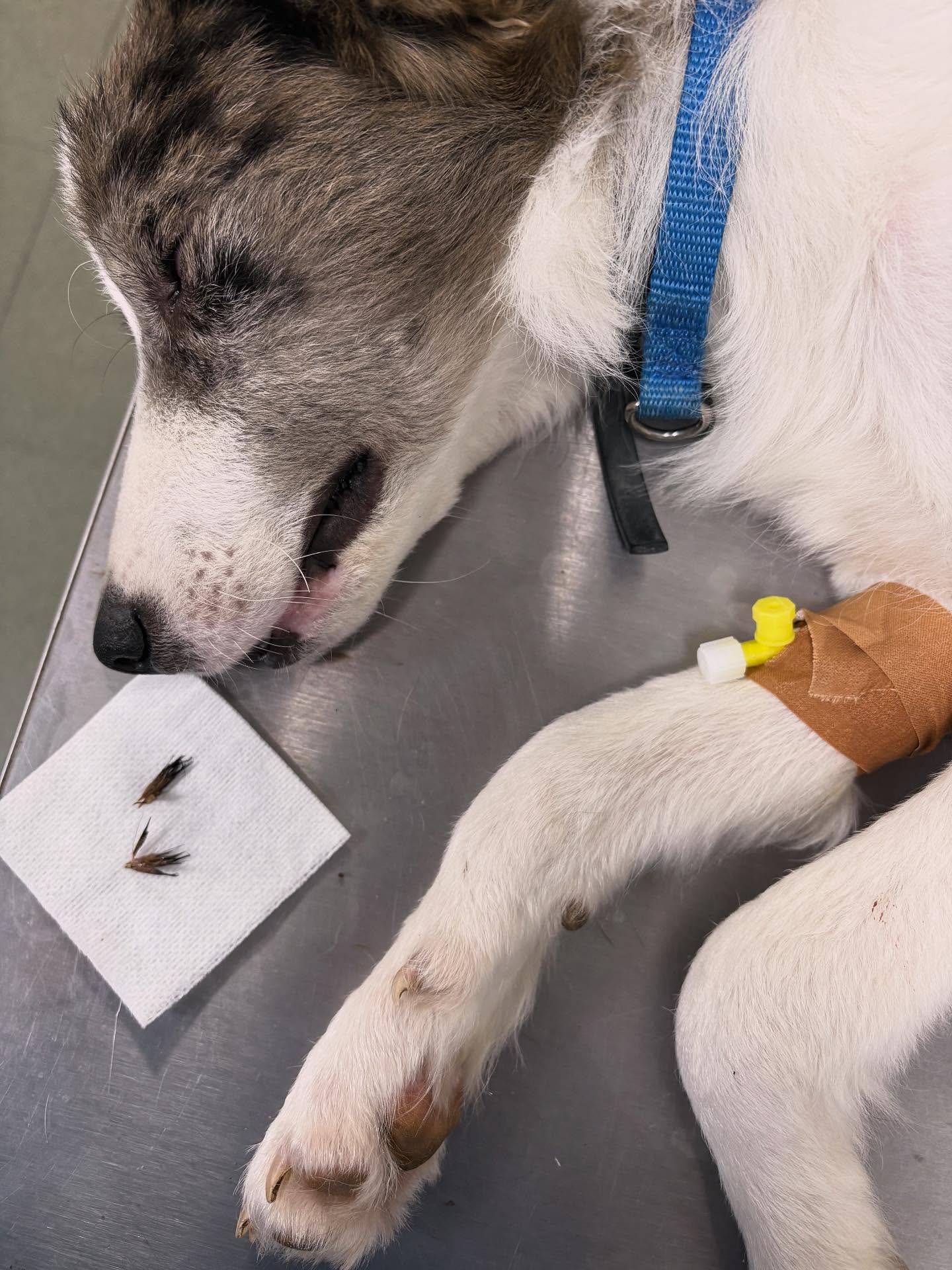 ⚠️ Espigues ⚠️
Tot i que ja no estem en la època forta, encara podem trobar espigues per el camp. Aquest cadellet va acudir amb dolor a la orella. Baix sedació 💉 es va vorer la presència de varies espigues al fondo de la orella. 🐶👩🏻⚕️
Molta precaució amb els passetjos, ja que no soles poden clavar-se en les orelles. També al nas, a la gola o baix la pell i algunes poden desplaçar-se fins organs interns ⚠️