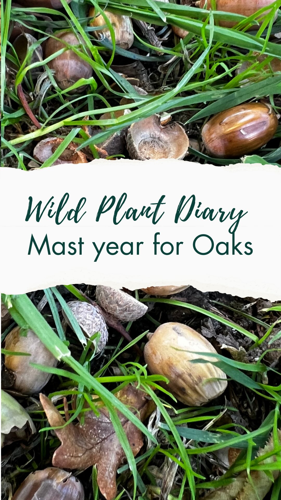👀Have you noticed how many acorns there are on the floor here in the uk?
It’s looking like a mast year for oaks which basically means they all decided to produce LOADS of acorns all at once.
The reason is that it’s impossible for the animals that feed on them to eat them all, making it more likely some will be able to germinate. This happens every 3-5 years- the last one was 2020.
What’s incredible is that the trees ALL get on board with this plan. What amazing collaboration! 💚