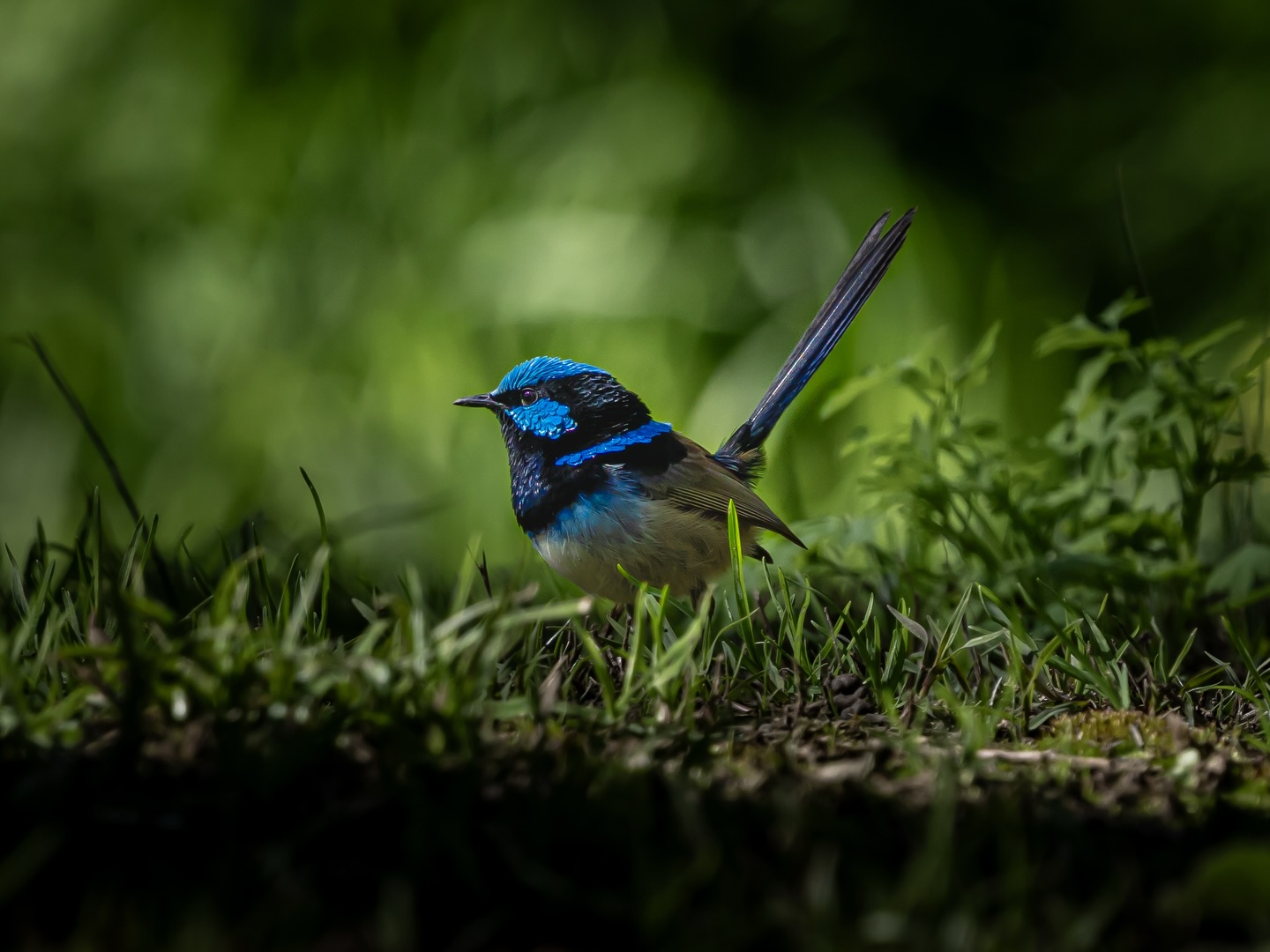 Superb Saturday.
Front yard? Nah. Catwalk.
#ausgeo