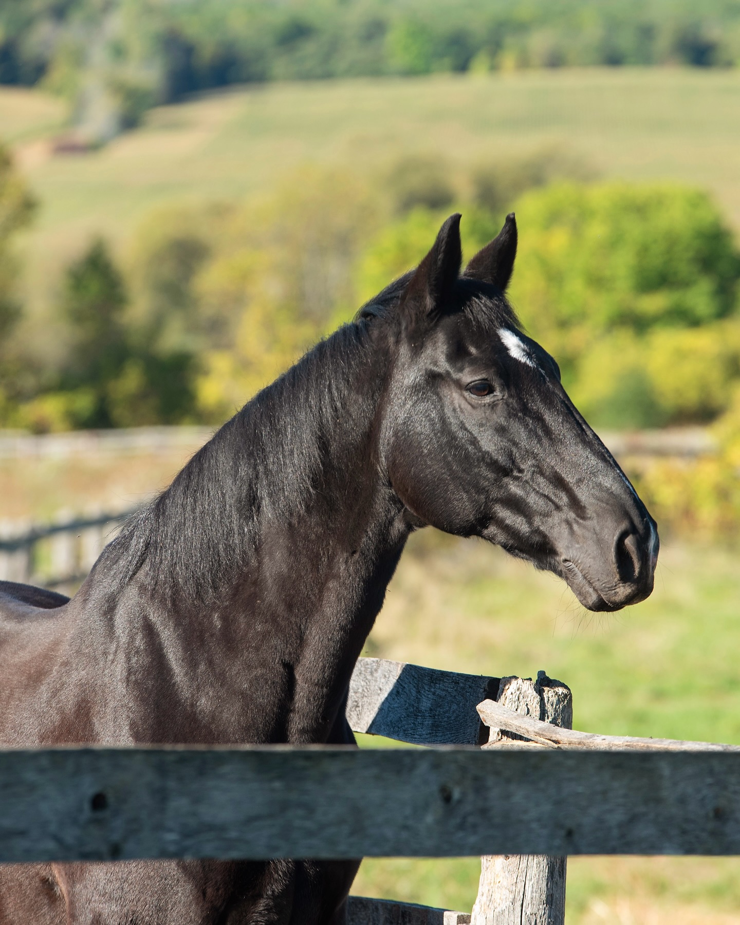 Elliot taking in the sights and watching the prep for the Tuff Clothing Sale for the first time ✨💛💙
____________________
To donate clothing or for more information, please contact Victoria Holdroyd victoria@jewelview.org or visit our website: www.tuffriding.com
SALE DETAILS:
To benefit Tuff Therapeutic Riding Foundation 💙💛
WHEN ➡️ Friday, October 3rd & Saturday, October 4th - 10:00AM to 7:00PM (2 days only!)
WHERE ➡️ 4458 Concession RD 4 #, Adjala, Loretto, ON, L0G 1L0
📸: @char.hodgson
@rcmpgrcpolice #tufftherapeuticridingfoundation #tuffclothingsale2025 #tuffhorses #tufftherapeuticriding #therapeuticriding #fundraiser #registeredcharity #equinetherapy #horsesaremytherapy #youthmentalhealth #supportyouthatrisk #atriskyouth