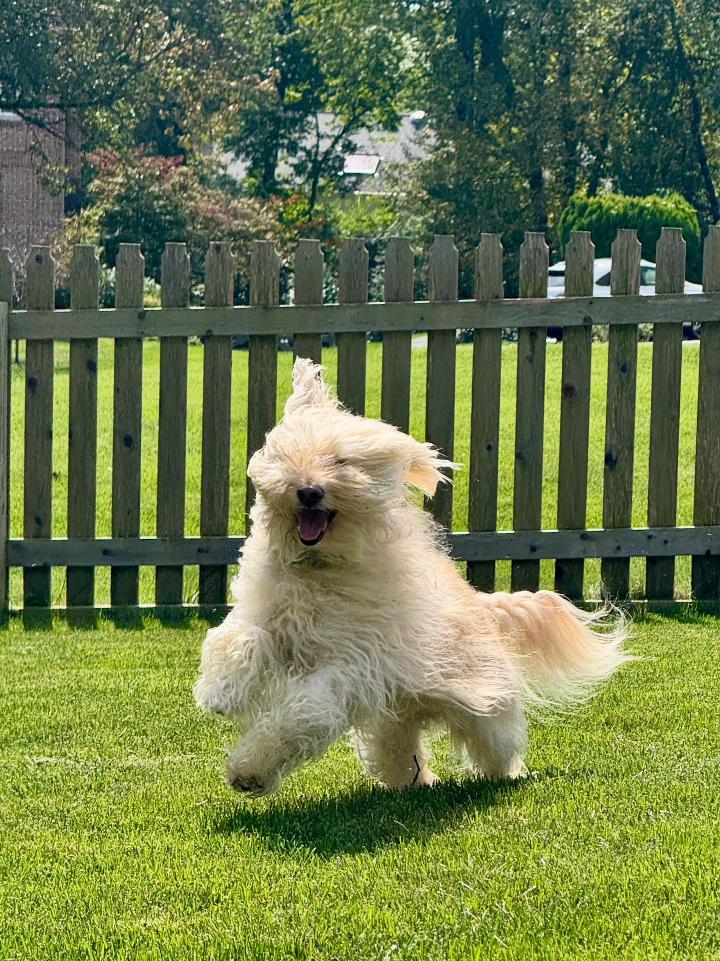 Letโs be realโฆ we all wish our hair had as much flow as Honeyโs โจ๐พ Happy Friday from All Creatures Pet Care, keep those tails wagging, furriends!
#HappyDog #FluffyDog #HockessinDelaware #DelawareDogs #PetCare #DogWalking #PetSitting #FurryFriends #AllCreaturesPetCare #GoodVibesOnly #FridayFeels