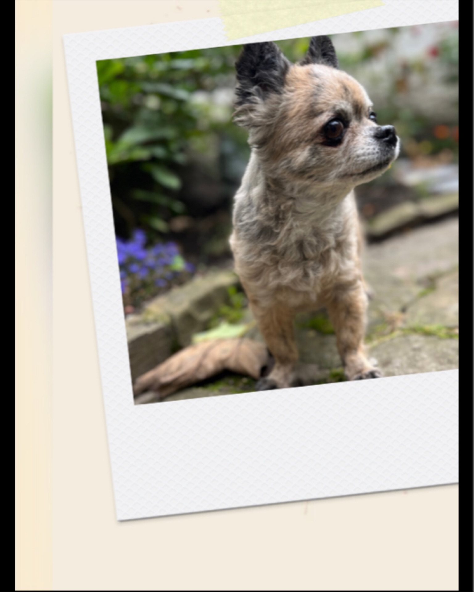 👵🐶 Voici Chaï, 🐶👵
12 ans au compteur et toujours plus d’énergie qu’un chiot sous caféine ☕️!
Mamie au grand cœur (littéralement 💓… souffle inclus 😅), elle ne recule devant aucune aventure – sauf peut-être celle de rater l’heure des croquettes 🍽️.
Curieuse comme pas deux, elle inspecte chaque recoin comme si elle était en mission secrète 🔎, et dès que la gamelle arrive… 💃 elle se transforme en danseuse de claquettes digne de Broadway !
Et bien sûr, les câlins sont obligatoires – sinon elle dépose plainte pour manque d’affection 🐾❤️.
#DogsOfBrussels #CatsOfBrussels #HappyPets #PetLovers #CrapuloussClub #PetSitterLife #DogSitterLife #ChienMignon #ChatMignon #petsitting2025