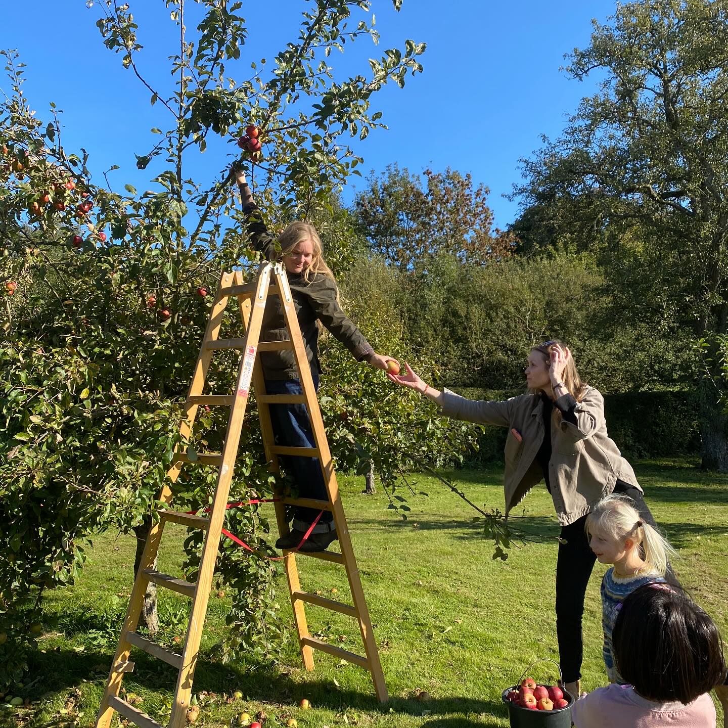 Årets høstfest i Lehns hus blev en ægte æble-ekstravaganza! 🍏
Der blev nemlig plukket, knust, presset, filtret og mostet, som ægte æble elsker – og resultatet?
Med et ord “himmelsk” 🍎
Dagens heldige, til morgenmødet i Tinghuset, fik også lige smagt de gyldne dråber.
Tak til alle som kom 🍏
#Høstfest2025