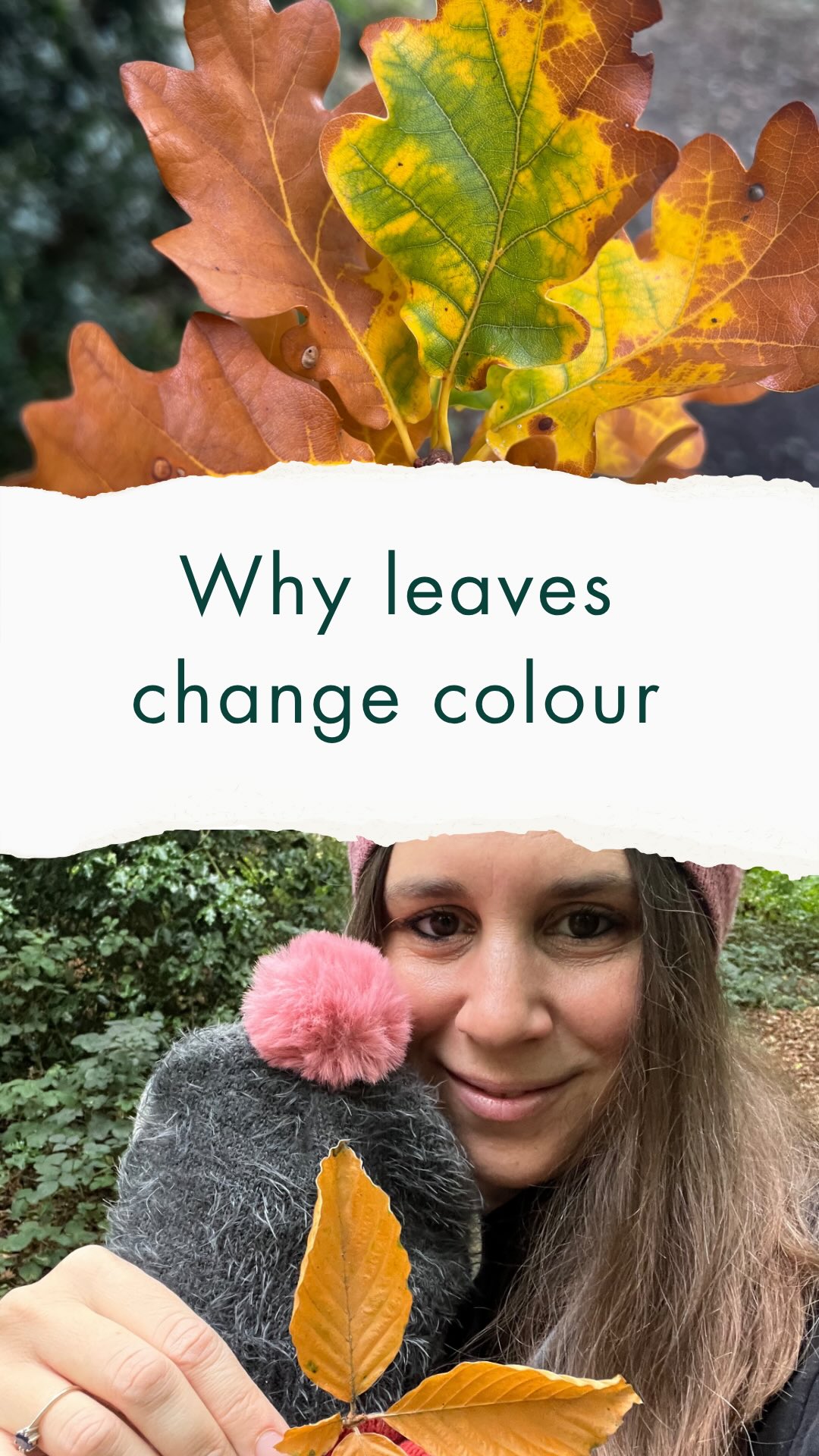 🍂 Ever wondered why the leaves change colour before they fall?
It’s called leaf senescence — the process where trees stop making chlorophyll as days shorten and temperatures drop. As the green fades, the hidden yellows and oranges appear, and in some trees, reds and purples are produced too.
It’s not just for show — the tree is drawing nutrients back into its roots and trunk, storing energy for the winter ahead. When the job is done, a special layer forms at the base of the leaf, and it finally lets go. 🌳
Nature’s way of turning survival into beauty.
👉 Next time you walk through an autumn woodland, notice the colours — you’re witnessing a tree’s quiet wisdom at work. Which tree’s autumn colours are your favourite? 🍁