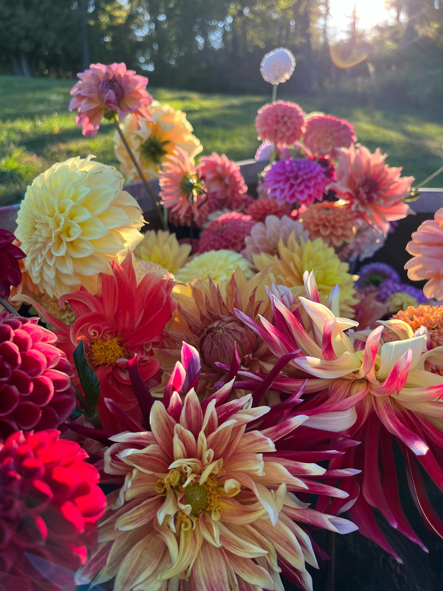 In case you missed it — this evening (Thursday), we’re having a 🐝DAHLIA BLOOM BAR POP-UP🐝 between 4:00pm-6:00pm. Hope to see you there!
🍁Now, for some autumn morning musings…
We were on frost watch last night. At first, panic: Oh crap, we might lose the rest of our dahlias! Then, resignation: If it happens, *sigh*, we’ll have no more flowers for the season! Then, acceptance: If if does, indeed, happen, we’ll have more time to prepare for the next season — and the flowers we cut yesterday will be all the more precious.
But, happy day — we didn’t get a frost. The field is still teeming with blooms. For now.
And we’re reminded why we love flowers so much — because they are ephemeral. To love them requires witnessing their entire life cycle — there’s something just as beautiful in their death as there is when they’re in full bloom.
Autumn… it is bittersweet. We love it, all of it, even all of the passing, drying, fading, and waning it represents. 🌗🍂🍁
Wanna wax poetic with us about autumn? Stop by our bloom bar this eve and we’ll go deep on the loveliness of the season. (Yes, we’re THOSE weirdos.)
#bloombar
#autumn
#frostwatch
#dahlia
#dahlias
#upstate
#upstateny
#treehornfarm