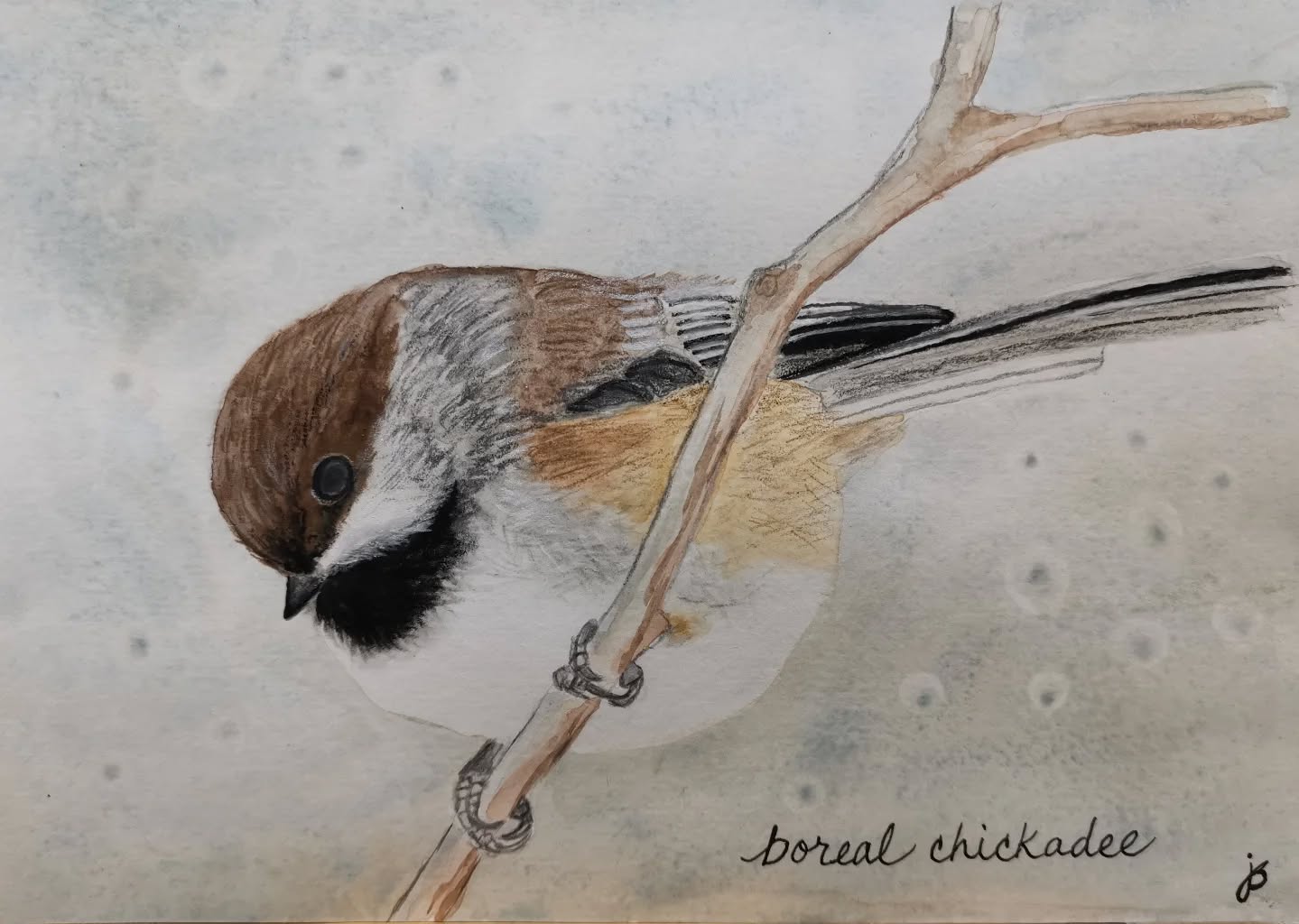Day 2 #Birdtober2025 #birdtober
This year I'm using watercolor, neocolors II, pencil crayons, charcoal, and gelly roll pens. Whatever floats my 🐦
I'm working on Clairefontaine watercolor paper 5.8x8.3" (A5) cold press paper.
@aholmesartstudio #ilovebirds #bird #birdartist #birdart #birddrawing #birdpainting #birdillustration #birdnerd #birbs #painting #drawing #illustration #birdchallenge #watercolorart #watercolorpainting #pencilsketch #fabercastell #clairefontainepaper
