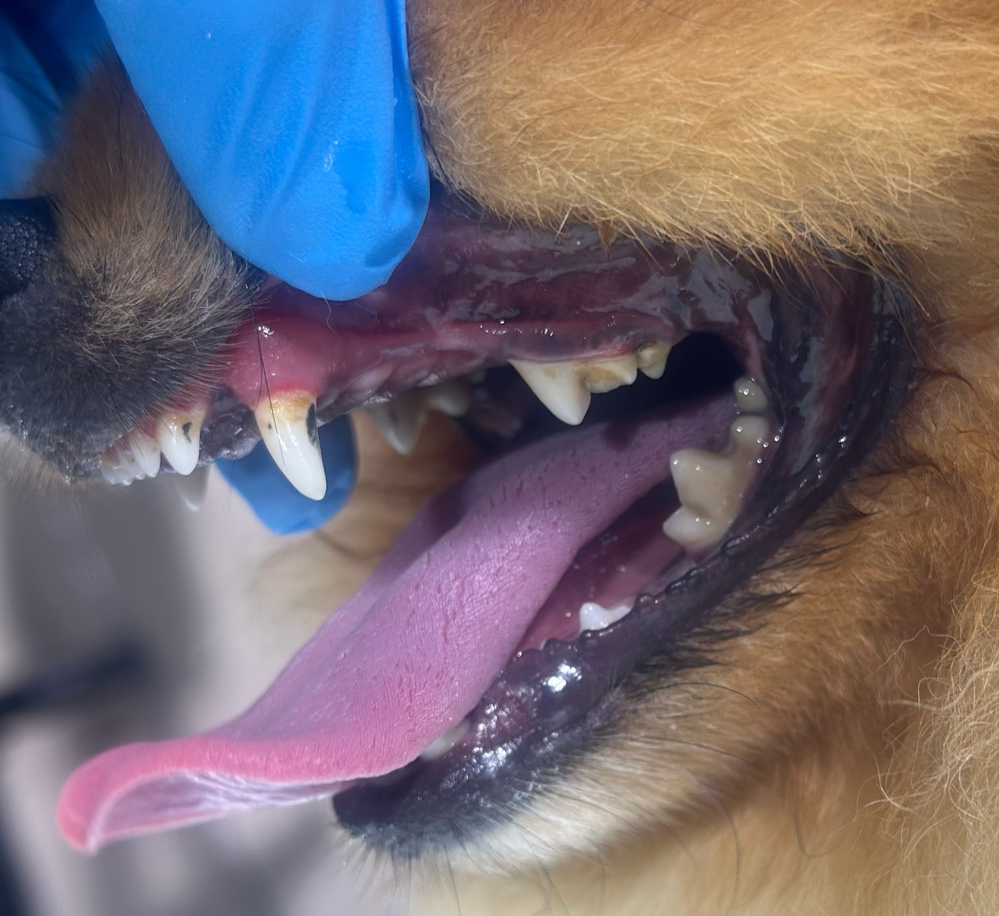 🦷✨ Ein strahlendes Hunde-Lächeln!
Bei Da Vince Hundestyle in Köln bieten wir die sanfte Ultraschall-Zahnreinigung für Hunde an – ganz ohne Narkose, schmerzfrei und effektiv. So werden Beläge und Bakterien entfernt, das Zahnfleisch geschont und das Lächeln eures Vierbeiners zum echten Hingucker. 🐾💛
👉 Gesunde Zähne = mehr Lebensqualität.
📍 Köln Ebertplatz – jetzt Termin sichern für ein glänzendes Hundegrinsen!
#DaVinceHundestyle #ZahnreinigungHund #UltraschallZähne #GesundesHundelächeln #HundefriseurKöln #HappySmile #DogDentalCare