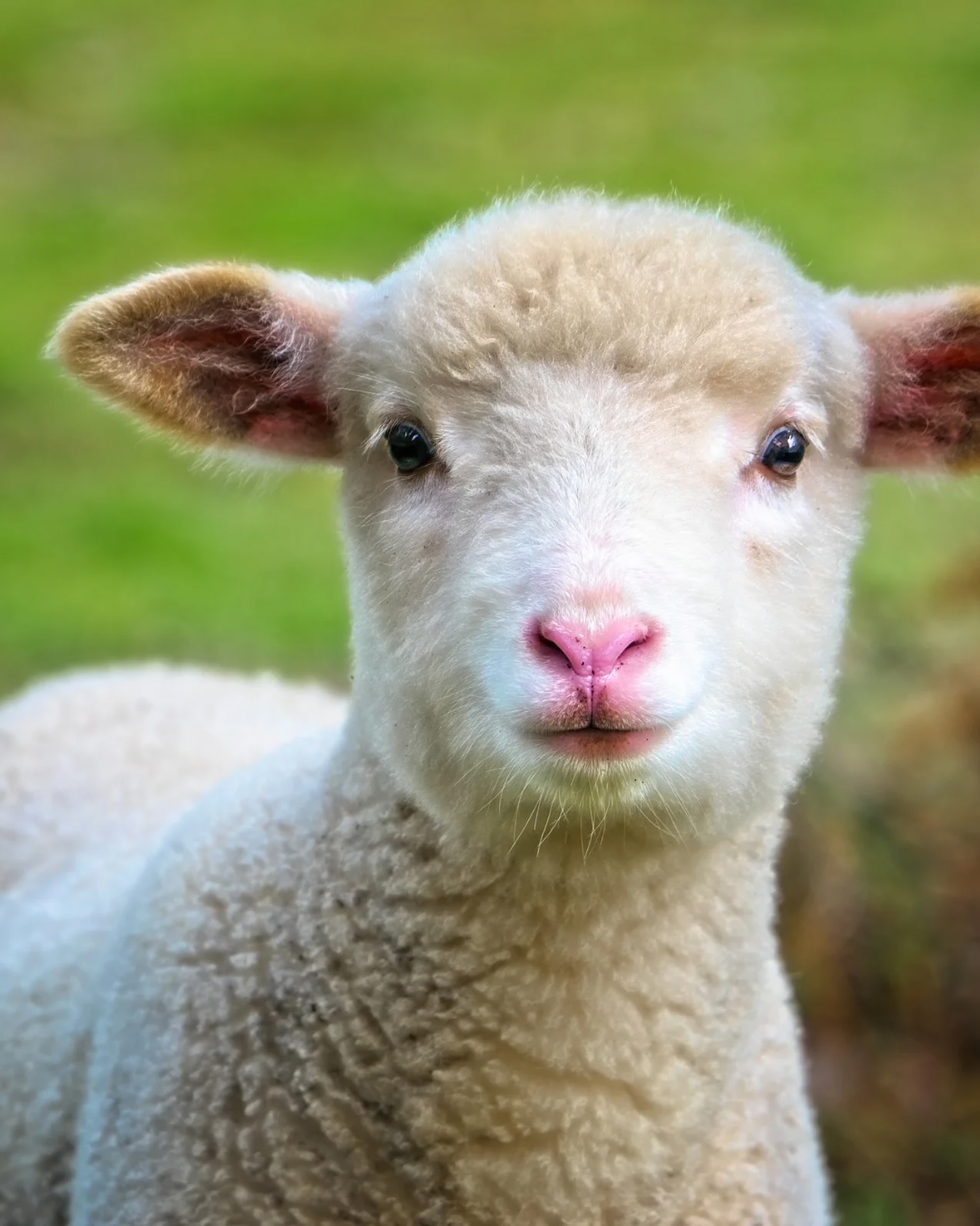 Aujourd’hui, c’est la Journée mondiale des animaux de la ferme 💚
On ne pouvait pas passer à côté sans vous partager cette petite brebis trop mignonne 🐑
Chez Biochamps, c’est grâce à elles que nos yaourts au lait de brebis bio sont si doux et délicieux 🌿