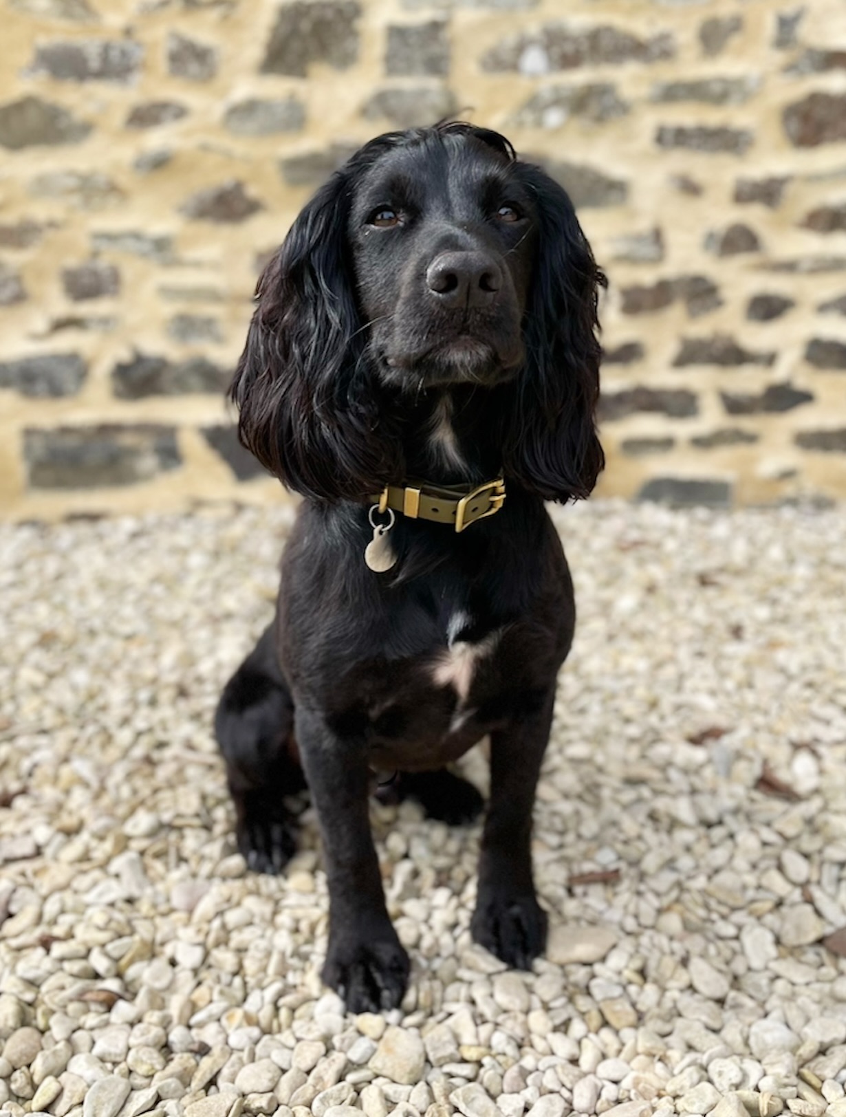 Every good building team needs a mascot - meet Wilfred, our friendly Cocker Spaniel 🐾
...Site supervisor by day, sock thief by night! 👀🧦
#TeamMascot #SiteDog #CockerSpaniel #BuildingLife #FamilyBusiness #LocalBuilder #SpanielLife #OnSite #DevonBuilders