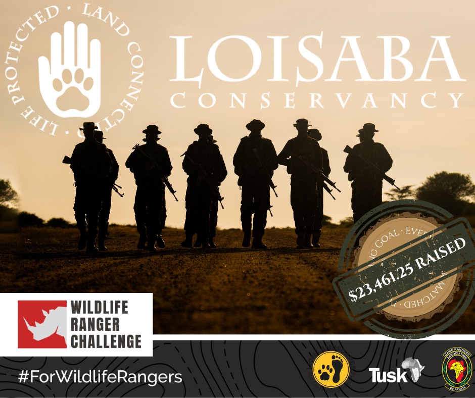 Our rangers may not have crossed the finish line this year, but thanks to you, they achieved something far greater.
Through the Wildlife Ranger Challenge, Loisaba raised $18,769, and with Tusk’s 25% match, the total climbs to $23,461.25 for rhino conservation and for the rangers who protect them.
The Wildlife Ranger Challenge is about more than a single race — it’s about celebrating rangers as conservation’s frontline leaders and ensuring they have the support, training, and resources to keep Africa’s wildlife safe.
A huge thank you to Tusk, our donors, and to our ranger team, whose commitment in the field never falters.
#WildlifeConservation #RangerSupport #RhinoProtection #SustainableFuture #NatureHeroes #ConservationEfforts #ProtectOurWildlife #EcoWarriors #WildlifeChampions