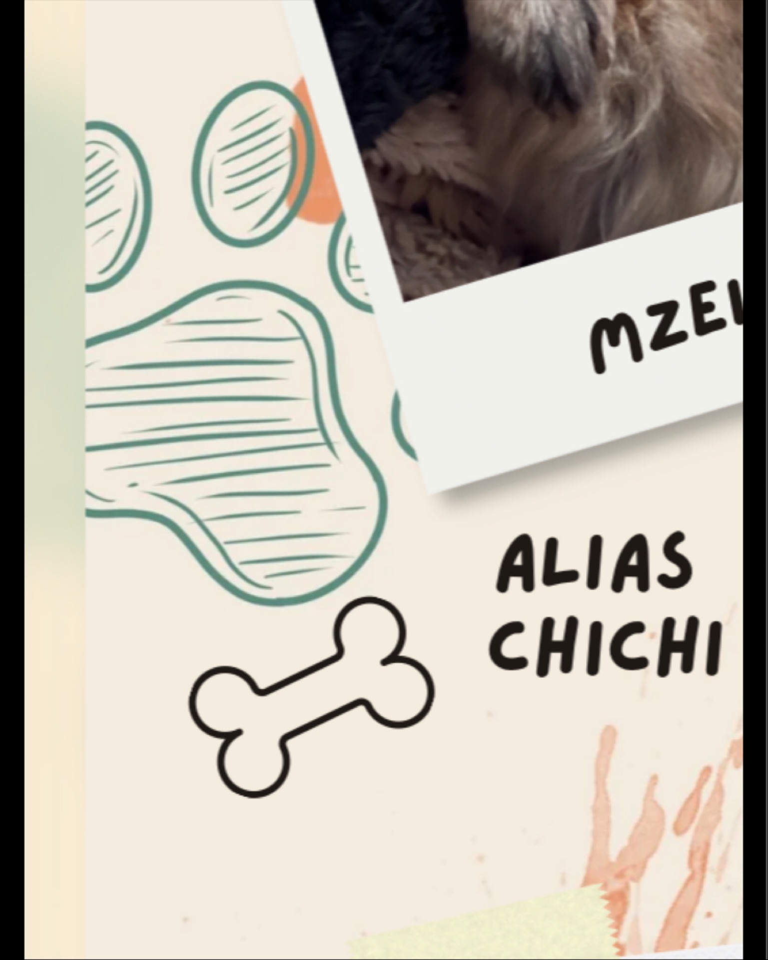 👵🐶 Voici Chaï, 🐶👵
12 ans au compteur et toujours plus d’énergie qu’un chiot sous caféine ☕️!
Mamie au grand cœur (littéralement 💓… souffle inclus 😅), elle ne recule devant aucune aventure – sauf peut-être celle de rater l’heure des croquettes 🍽️.
Curieuse comme pas deux, elle inspecte chaque recoin comme si elle était en mission secrète 🔎, et dès que la gamelle arrive… 💃 elle se transforme en danseuse de claquettes digne de Broadway !
Et bien sûr, les câlins sont obligatoires – sinon elle dépose plainte pour manque d’affection 🐾❤️.
#PetLovers #BrusselsPetLovers #DogsOfBrussels #CatsOfBrussels #PetSittingBelgique #GarderieAnimaux #PetSitterBruxelles #CrapuloussClub #AnimalLover#brussels #belgium