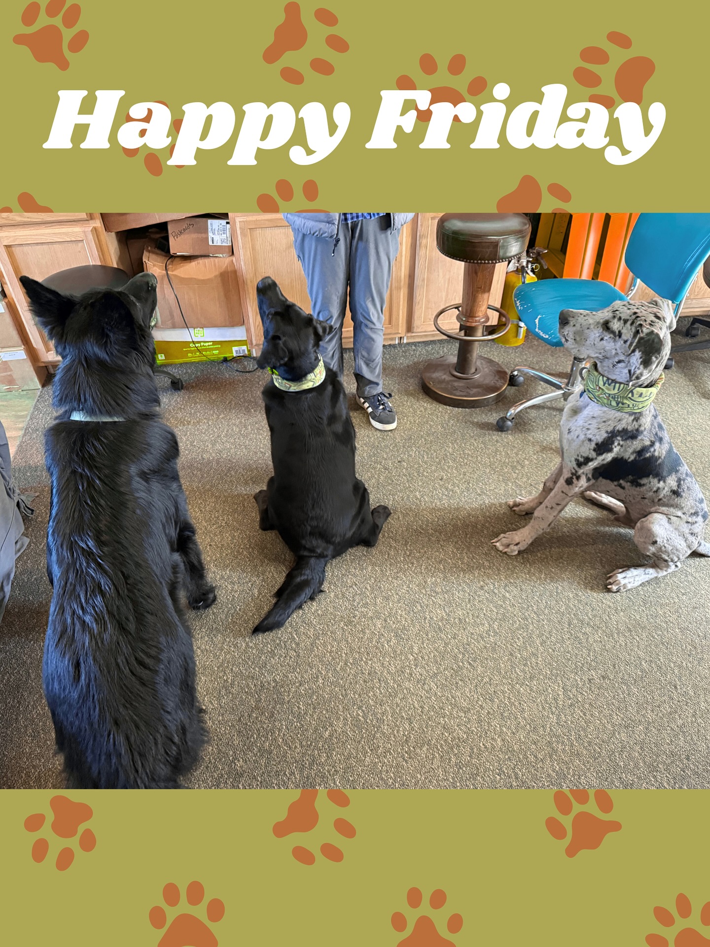 Happy Friday from your HMI pups! 🌲🐾