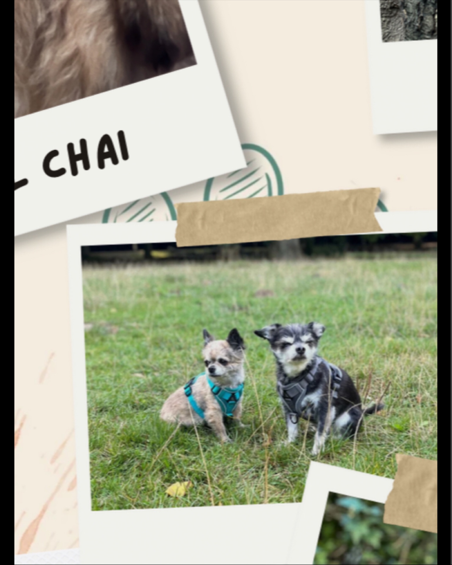 👵🐶 Voici Chaï, 🐶👵
12 ans au compteur et toujours plus d’énergie qu’un chiot sous caféine ☕️!
Mamie au grand cœur (littéralement 💓… souffle inclus 😅), elle ne recule devant aucune aventure – sauf peut-être celle de rater l’heure des croquettes 🍽️.
Curieuse comme pas deux, elle inspecte chaque recoin comme si elle était en mission secrète 🔎, et dès que la gamelle arrive… 💃 elle se transforme en danseuse de claquettes digne de Broadway !
Et bien sûr, les câlins sont obligatoires – sinon elle dépose plainte pour manque d’affection 🐾❤️.
#PetCareBruxelles #CatSitterBruxelles #DogSitterBruxelles #CâlinsAssurés #HappyPets #BrusselsPetCare #PetServices #CrapuloussClub #ChienEtChat