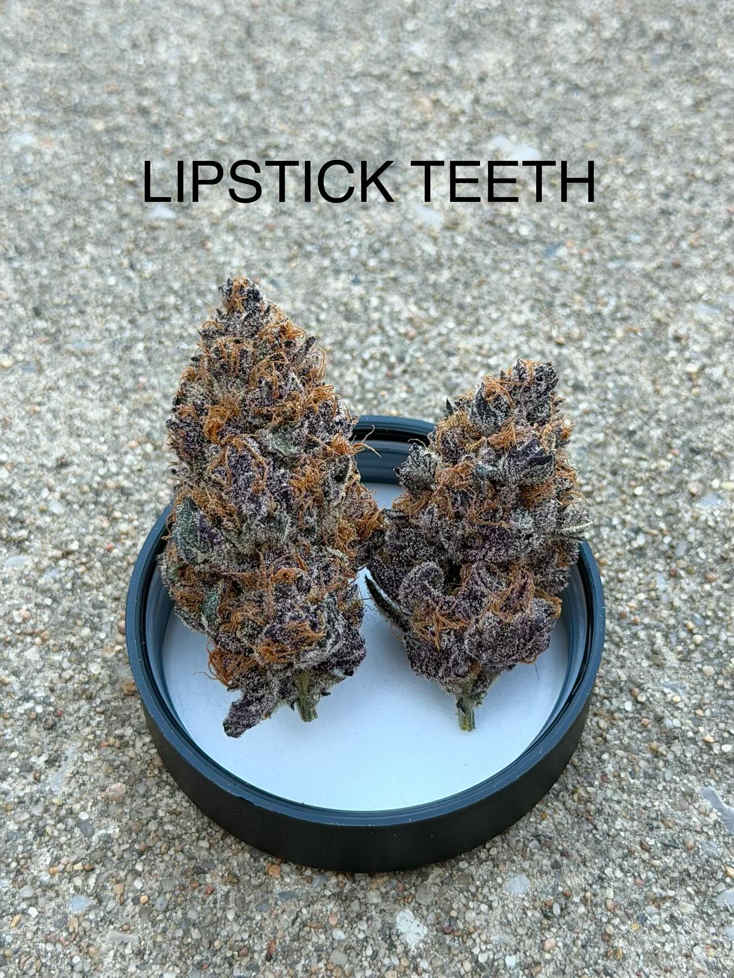 These were all hunted from seed right here in Woodward America