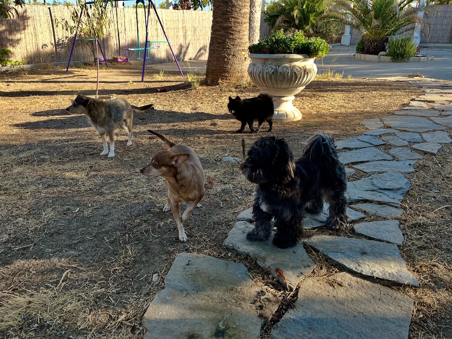 #cuidadoresdeperros #madrid #mascotas #españa #igersmadrid #perros #dogs #dogsofinstagram #perrospequeños #dogslife #dogfriend #fotosdeperros #comoencasa #vacaciones #doglover #pomeranian #chihuahua #caniche #bichón #bichonmaltes #shitzu #shitzulovers #pomerania #pomeraniaespaña #teckel #otoño