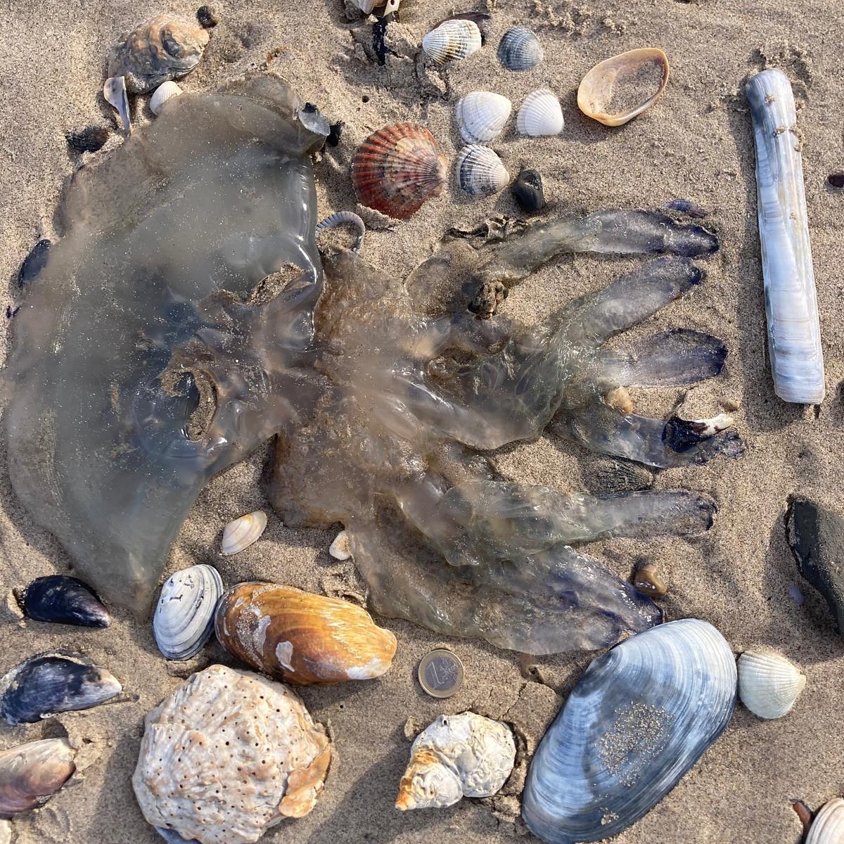 Some gorgeous photos from Mick Berry, our absolutely brilliant Wexford regional coordinator! The biodiversity on the shore is incredible! You can find such an amazing array of plants and animals if you take a second to look a little closer! At Raven Point, Wexford they are discovering jellyfish, urchins, salicornia, beautiful sea lavender, cuttlefish bone, egg cases & whelk egg cases & the impressive dunes🐚🪼🌿 See what you can find on your shore! Check out Coastwatch.org for more details about our Annual Shore Survey! 🌊