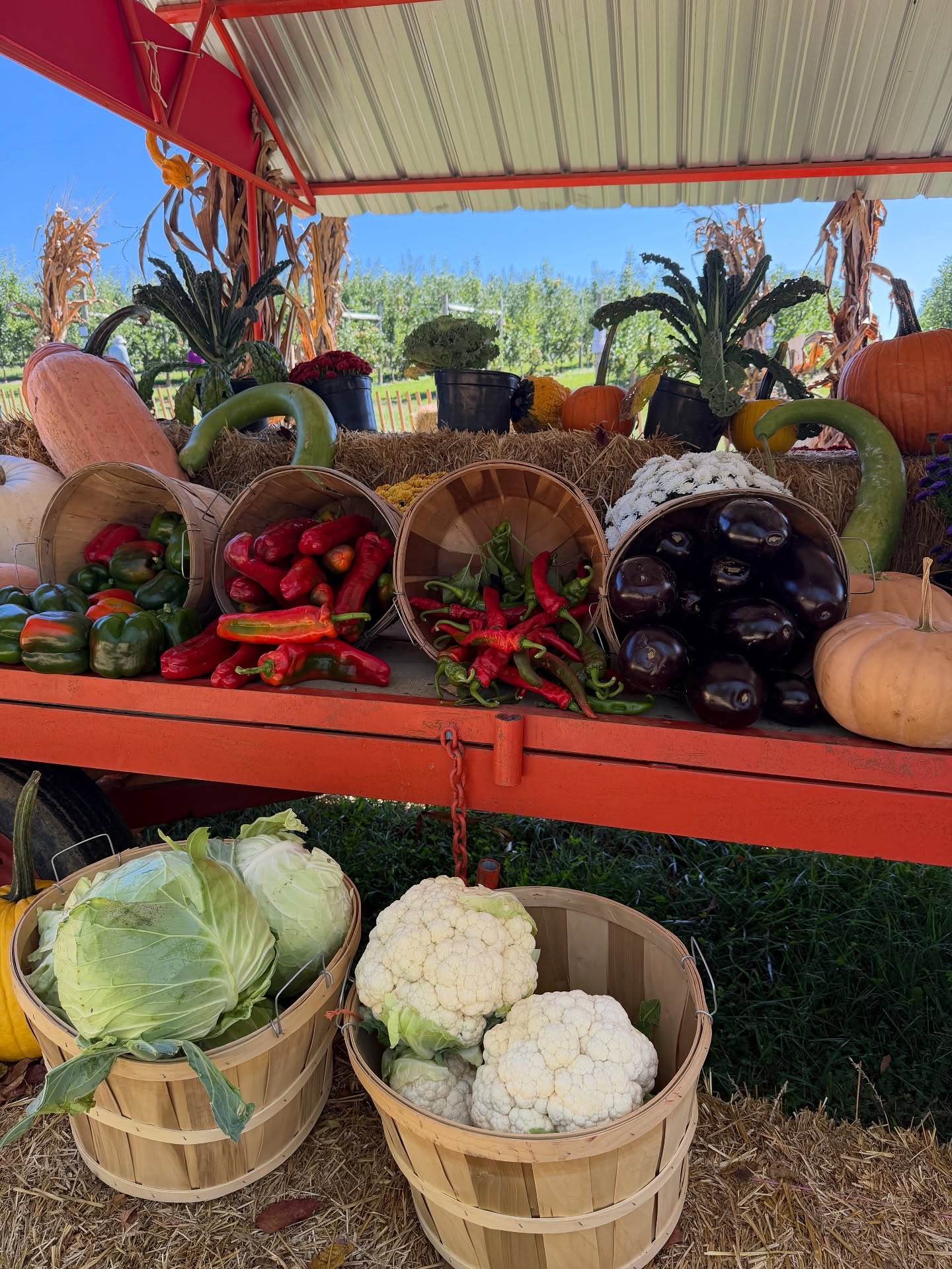 Veggies and watermelon at the wagon today! 🌶️🍉
We’re open Saturday 10/4 & Sunday 10/5 from 10:00am-5:00 pm!
🍎Pick-your-own Apples: Honeycrisp, Ambrosia, Ruby Rush, WineCrisp
🌻Pick-your-own Flowers
🎃Pick-your-own Pumpkins