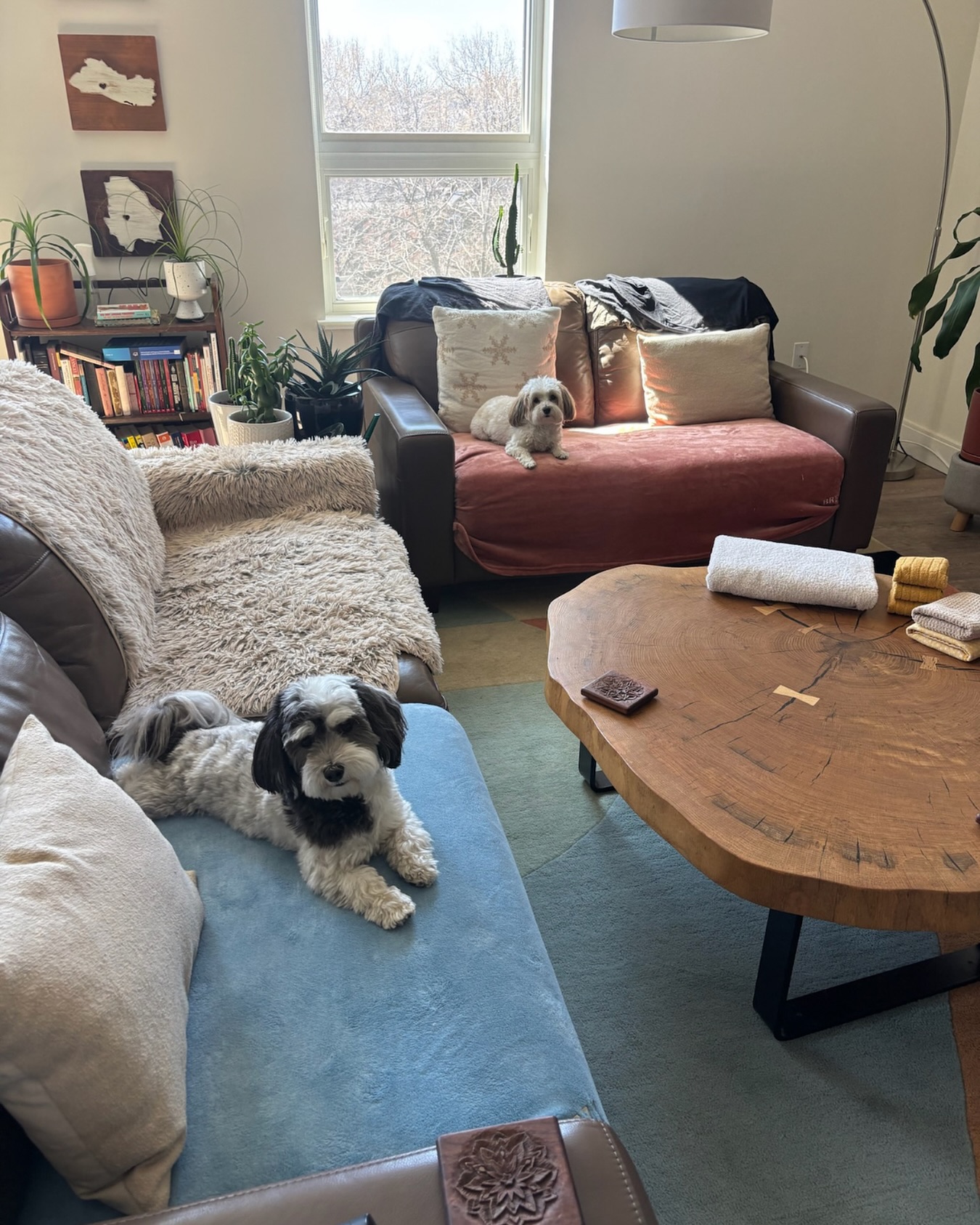 Playtime today, calm pup tonight.๐ถ๐๐พ #WagWithWilliam #FearFreeTraining #PositiveReinforcement