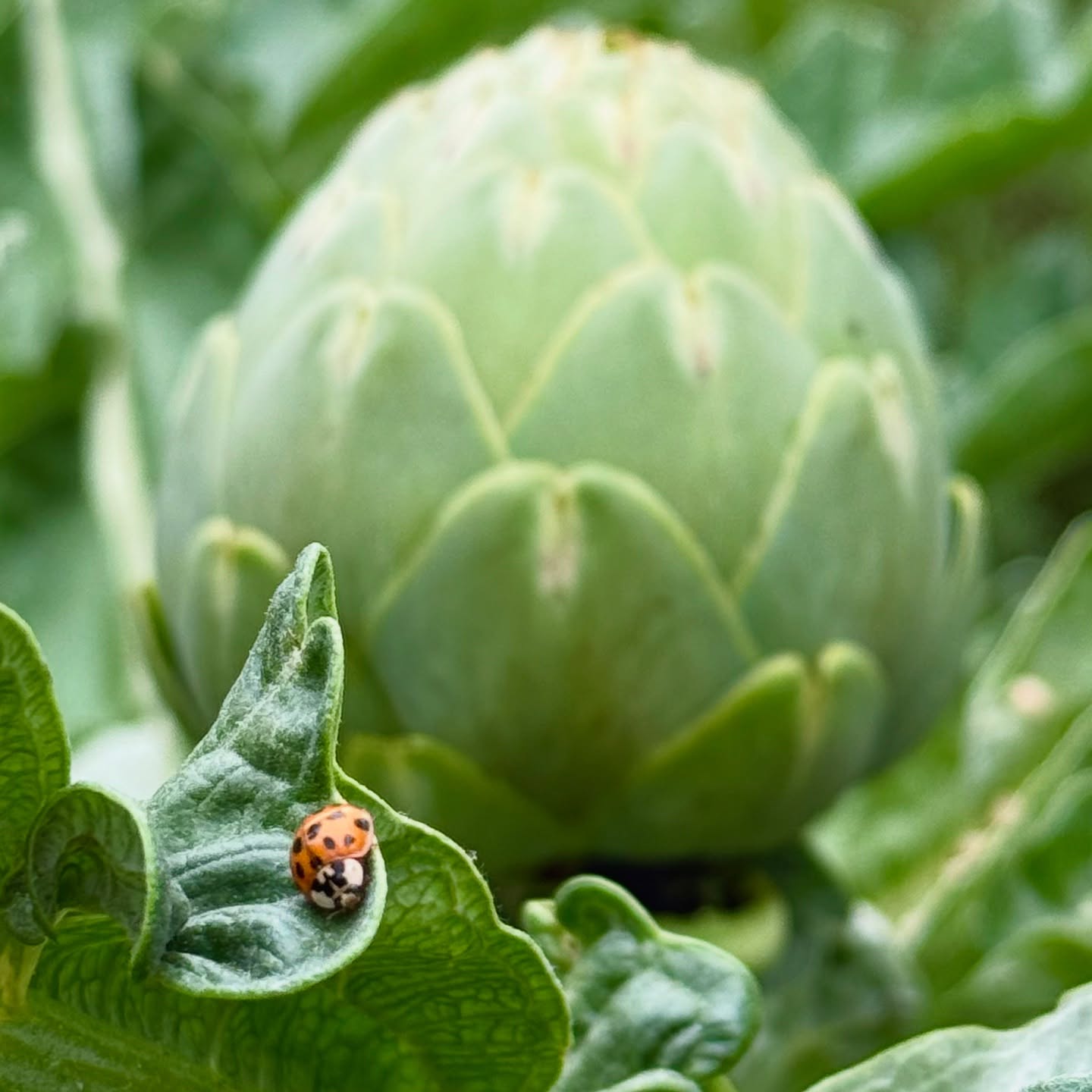 Ladybirds and spring just go hand in hand 🐞🌱❤️ they love hanging out amongst the fresh young globe artichokes. This week had a lovely surprise goodie box gifted from Kirchhoffs seed. Super excited to sow their new range of cut flowers. The Sweet Purple asparagus heads are massive this season, there is also plenty of spinach - tonight making a spinach tart with cream cheese, egg and sour cream for our friends visiting from Australia. The tomato trellising is up for my heirloom tomatoes. Firstly use wattles to pinpoint their position and then tie up the string. The beds are all drip irrigated, topped up with lots of fluffy compost, bonemeal and biochar.
Here’s to flowers in full bloom, garden magic and the joy of growing together - many thanks @kirchhoffsseeds for the cut flower seed - Centaurea The Bride, Moluccela Pixie Bells, Craspedia Billy Button, Trachymene Didiscus Lace Field and Ammi Visage Green Mist. The fertiliser I’ll use for the rest of my garden, the Margaret Roberts biological caterpillar insecticide is always super handy when there’s an outbreak and love my new funky coloured hand spade and fork. Looking forward to seeing these beauties 🌸🌻🌼
#growyourown #cutflower #organicvegetables #herbs #lunarcalendar #biodynamiccalendar #heirloomseeds #permaculturesouthafrica #gardening #plettitsafeeling