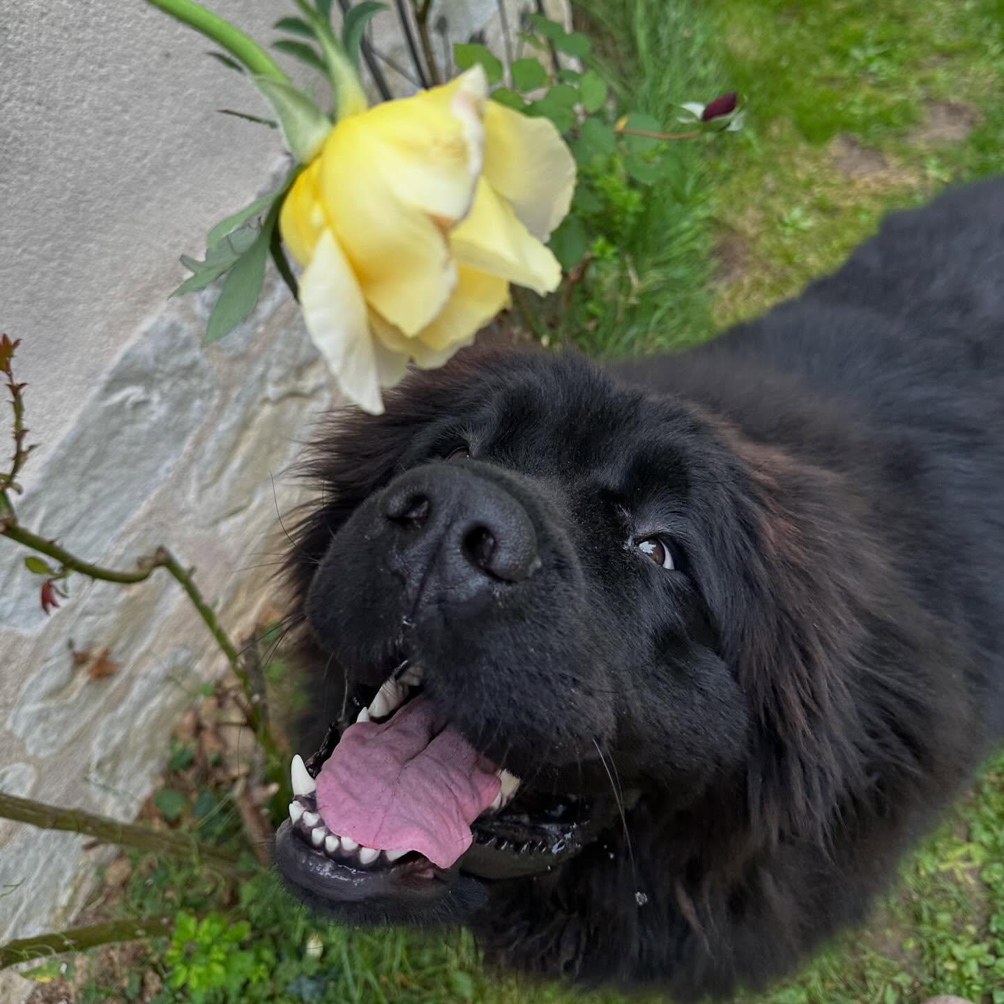 C’est beau l’automne au jardin 🌳💚
#automne #autumnmood #rose #newfie #newfoundlove❤️ #terreneuve #narachou #chien #dogofinsta