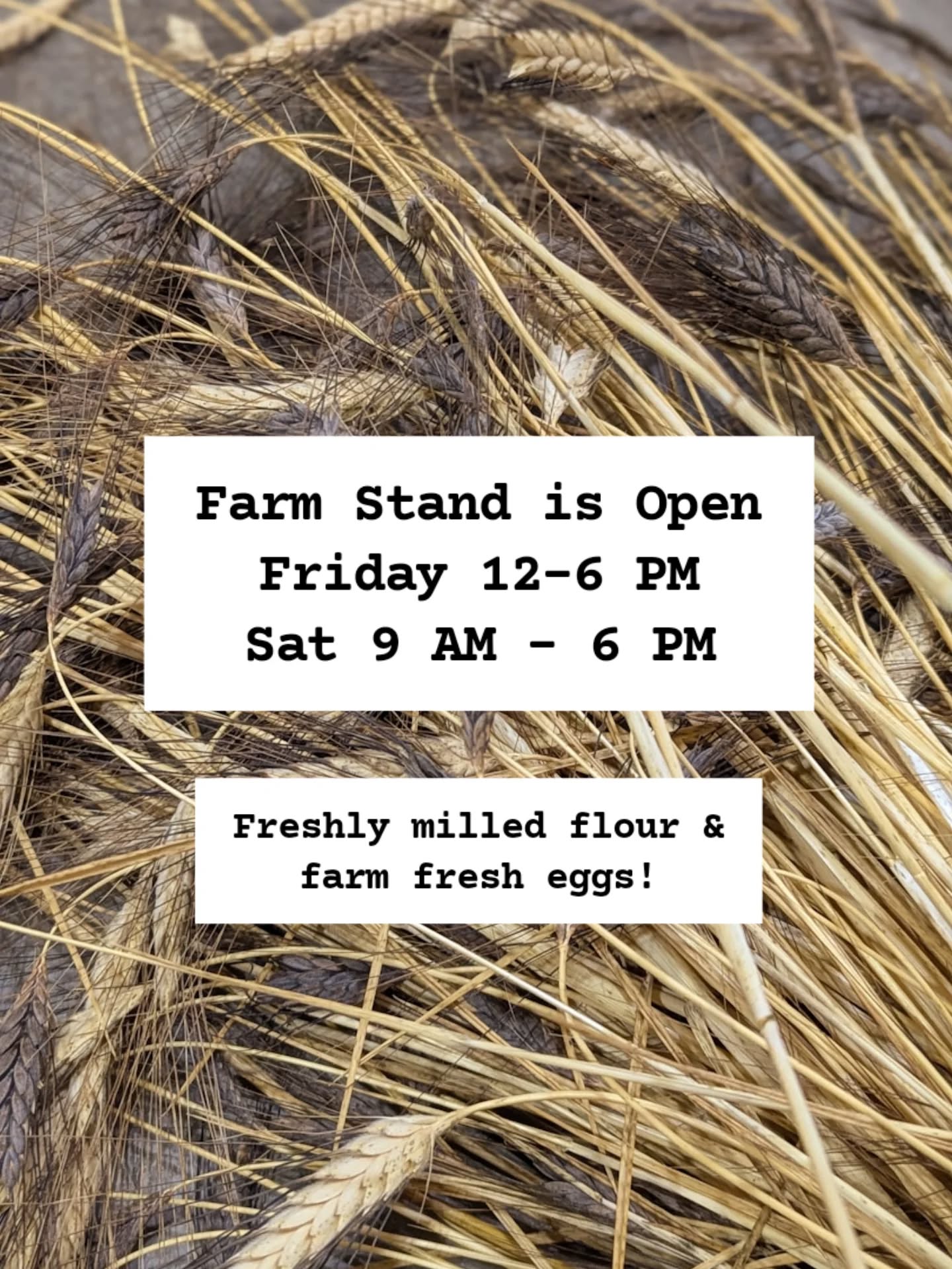š¾ This Week at the Farm Stand š„
Fresh eggs are here and the flour lineup is stacked, including a few rare grains you wonāt want to miss.
š§ŗ Available This Week:
š„ Farm Fresh Eggs ā $6 per dozen
š¾ Turkey Red Whole Wheat ā $15 for 10 lbs
š¾ Rouge de Bordeaux Whole Wheat ā $10 for 10 lbs (one bag left! Last of the season, wonāt return until next yearās harvest)
š¾ Basra Gold Whole Wheat ā $15 for 10 lbs (ultra rare hard white)
š¾ Elwha River Spelt ā $15 for 10 lbs
š¾ Red Fife Whole Wheat ā $10 for 10 lbs
š¾ Wheat Bran ā $4 per bag
All grain is grown locally and milled fresh here on the farm for the best flavor and nutrition.
š 25415 N Ramsey Rd, Athol, ID 83801
š°ļø Fridays 12 PM to 6 PM ⢠Saturdays 9 AM to 6 PM
šµ Cash, check, or Venmo accepted
Thank you for supporting your neighborhood farm and sharing in the harvest!
#FarmFresh #StoneMilledFlour #RougeDeBordeaux #RedFife #BasraGold #TurkeyRed #ElwhaRiverSpelt #WheatBran #FarmEggs #LocalGrain #SelfServeStand #SupportLocal