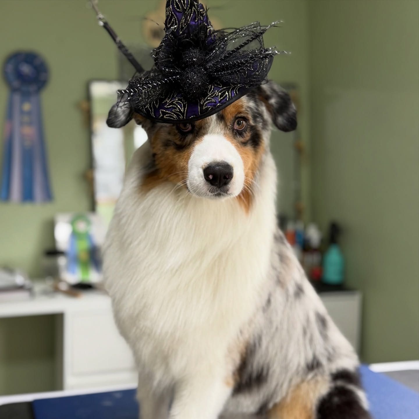 🎃🐾 When your Halloween costume is so good it’s scary! 👻 This cutie is rocking his witchy hat after a spa day at Malory Grooms. Fear-free, fluff-ready, and festive!🐶✨🎩
#DogGrooming #SanDiegoDogs #FearFreeGrooming #HappyDogsHappyOwners #HalloweenPup #DogSpaDay #FluffyAndFresh #Clairemont #UpscaleDogGrooming #DoubleCoatSpecialist #igroom