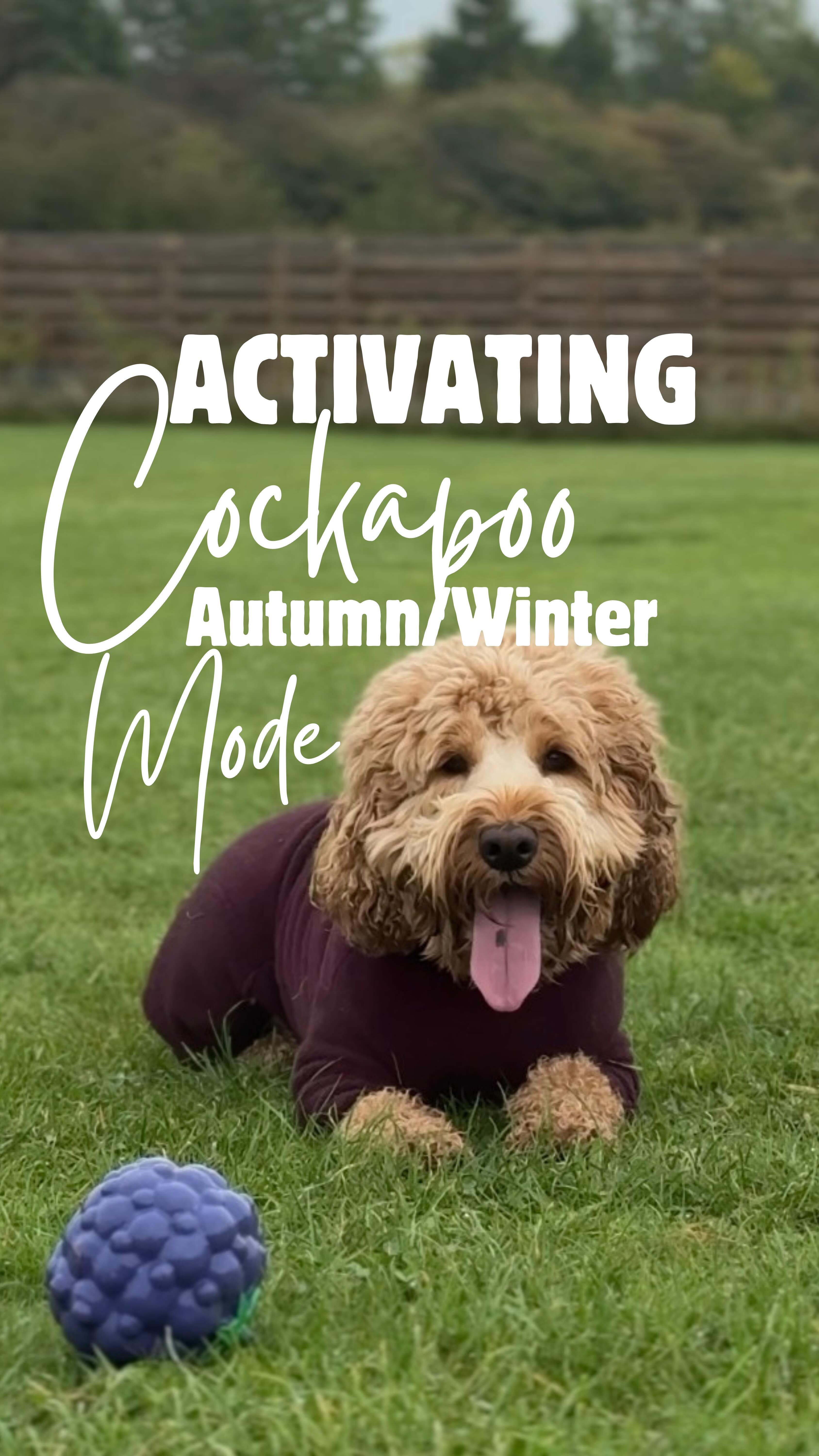 Crumble activated her @equafleece Autumn/Winter mode today!
Has your cockapoo got an Autumn/winter mode? 😂