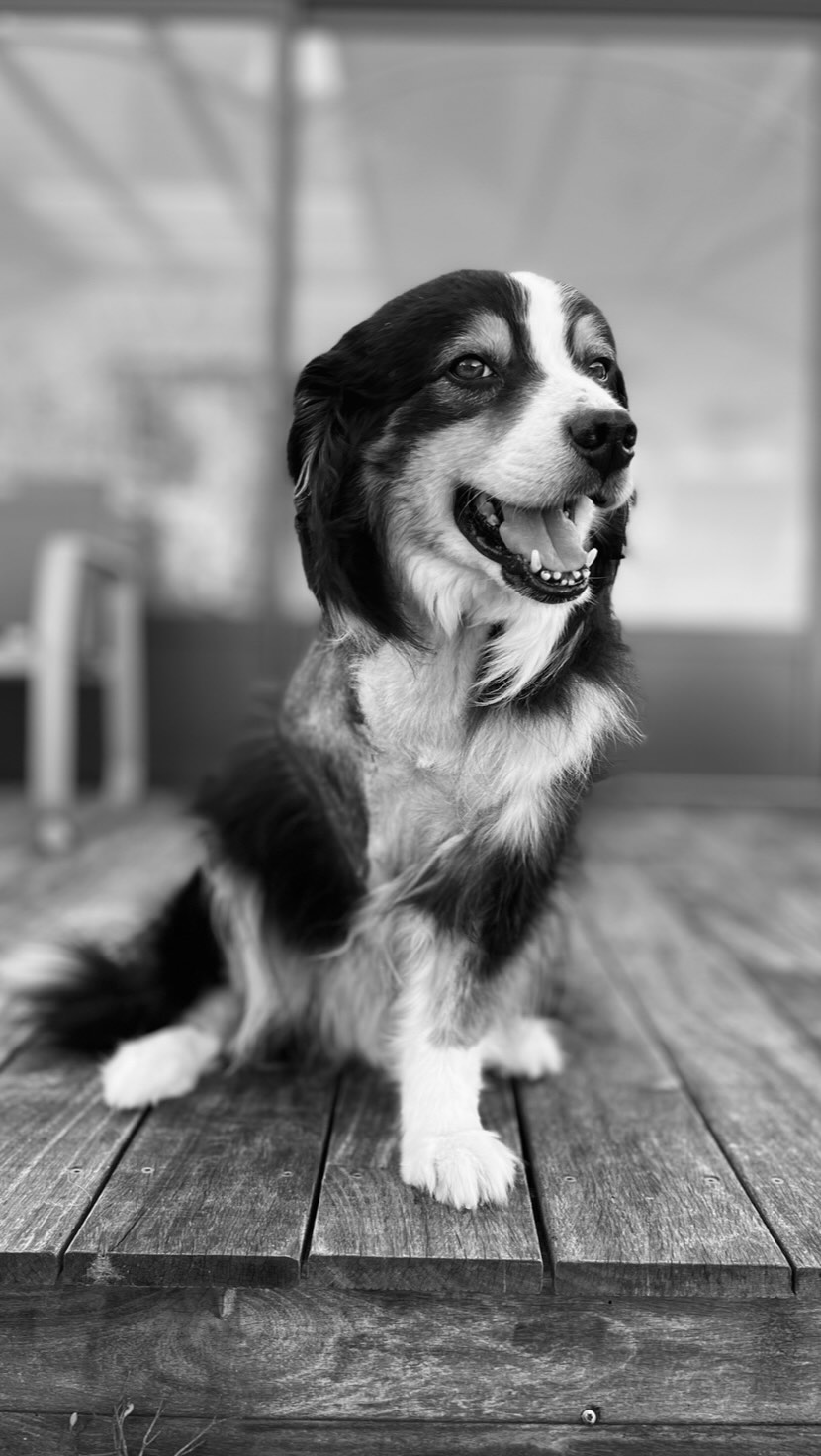 Mon étoile Nono, je ne t’oublierai jamais ✨❤️
#dog #camera #love #traveling #dogmoms