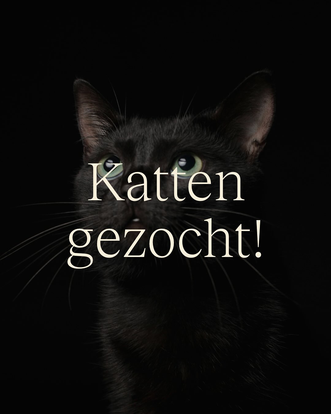 𝐩𝐨𝐫𝐭𝐟𝐨𝐥𝐢𝐨 𝐮𝐢𝐭𝐛𝐫𝐞𝐢𝐝𝐢𝐧𝐠! 🐱
Ik ben op zoek naar kattenmodellen die:
✔️ Niet bang zijn in een vreemde omgeving
✔️ Relaxed blijven bij flitsen
✔️ Zonder stress naar de studio kunnen komen
Is jouw kat de perfecte match? Of ken je iemand met een kat? Tag diegene, laat het me weten in de reacties of stuur een DM! 🐾