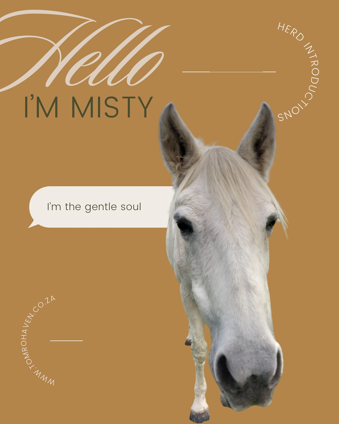 🌸 Misty – The Gentle Soul 🐴
Once a beloved eventing pony, Misty gave her all with a willing heart and gentle spirit—bringing joy to so many. When her working days ended, she stepped gracefully into a new role, becoming a cherished family pony and now a much-loved retiree at Tom Ro Haven.
Today, Misty enjoys her slower days filled with walks, treats, and love—proof that even after the busiest seasons of life, there is so much beauty in quiet moments. 💕
But Misty and her herd need your help.
R100/month = one meal a day for a horse like Misty.
👉 Will you join us in giving Misty and her friends the care and love they deserve?
Donate today and be part of their journey.
🔗 Donate now: www.tomrohaven.org.za
#TomRoHaven #HelpTheHerd #Donate100 #EquineRescue #RescueHorse #MistyThePony #LoveLivesHere