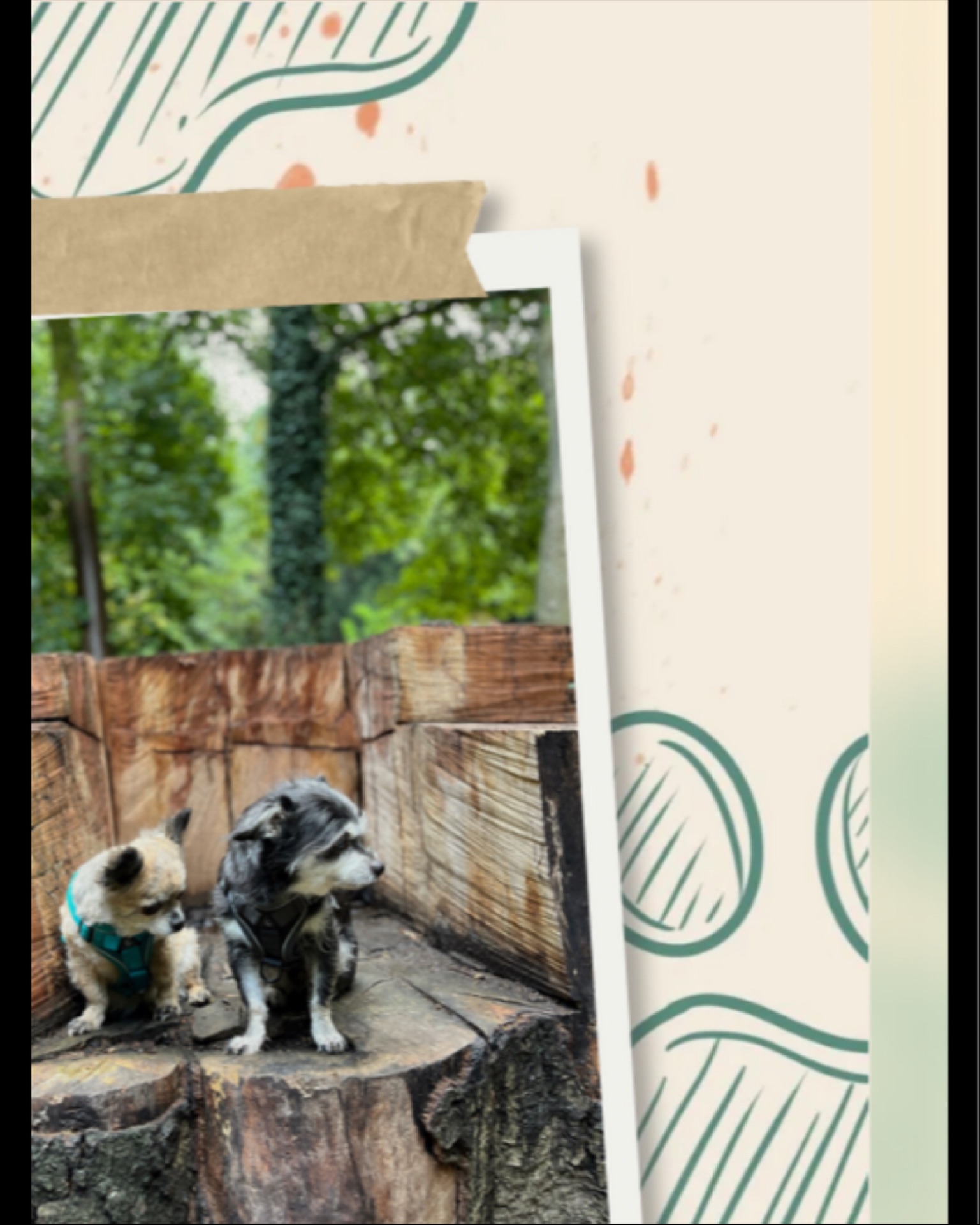 👵🐶 Voici Chaï, 🐶👵
12 ans au compteur et toujours plus d’énergie qu’un chiot sous caféine ☕️!
Mamie au grand cœur (littéralement 💓… souffle inclus 😅), elle ne recule devant aucune aventure – sauf peut-être celle de rater l’heure des croquettes 🍽️.
Curieuse comme pas deux, elle inspecte chaque recoin comme si elle était en mission secrète 🔎, et dès que la gamelle arrive… 💃 elle se transforme en danseuse de claquettes digne de Broadway !
Et bien sûr, les câlins sont obligatoires – sinon elle dépose plainte pour manque d’affection 🐾❤️.
#PetSitterLife #DogWalkerLife #BruxellesPets #PetSittingBruxelles #PetServices #HappyPets #DogSitterBruxelles #CrapuloussClub #ChienHeureux #brussels #brussels🇧🇪 #uccle