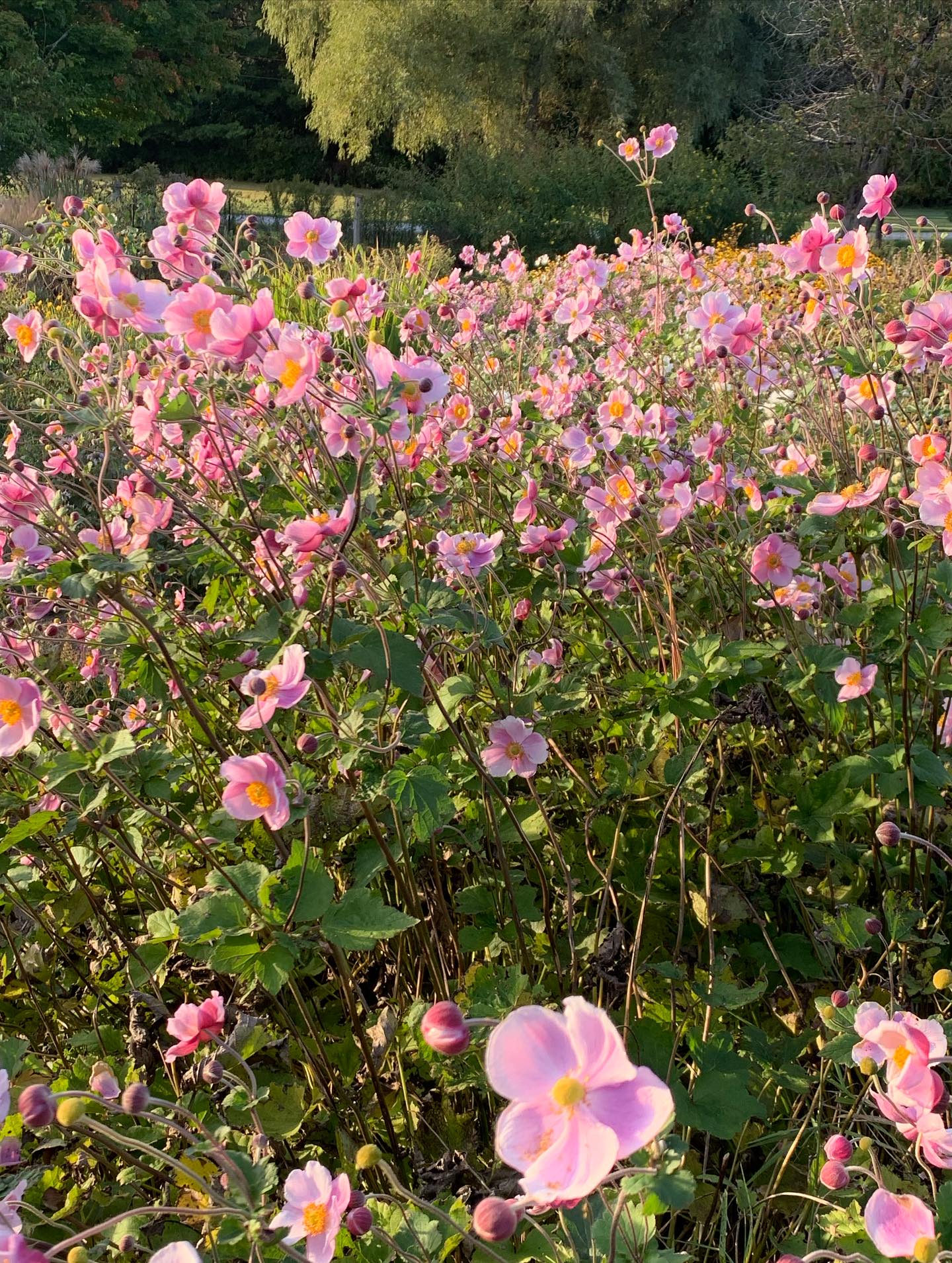 This Thanksgiving season, we are so very thankful for your patronage and support this year. The season has been amazing. The flowers so very gorgeous, and your support has been awesome! But before this sounds like our season is done, let me tell you just how GORGEOUS the blooms are that I harvested this week! They are simply and perfectly stunning. Everywhere I look, the flowers are breathtaking and I couldn’t be more excited for our 2025 Thanksgiving flowers.
To order your very own stunning, fresh-from-the -field flowers this Thanksgiving, simply follow the link. We’ll arrange delivery for Friday, October 10th, or will have your flowers ready to pickup at The Garden whenever it suits you best.
Delivery is free to Stratford, Tavistock, Woodstock, Embro, Thorndale, St. Marys, and points in between. Delivery to New Hamburg, and KW is $10 (a separate invoice will be sent to you if this fee applies.)
Order here: http://www.thegardeninharrington.com/flowers
#Thegardeninharrington #harringtonontario #tavistockontario #tavistockontarioflowers #harringtonontarioflowers #embroontario #embroontarioflowers #embroontarioflowerdelivery #tavistockontarioflowerdelivery #thamesfordontario #lakesideontario #stmarysontario #stmarysontarioflowers #stmarysontarioflowerdelivery #woodstockontario #woodstockontarioflowers #woodstockontarioflowerdelivery #hicksonontario #flowerfarm #canadianflowerfarmer #ontarioflowerfarm #ontarioflowerfarmer #oxfordcounty #perthcounty #stratfordontario #stratfordontarioflowers #stratfordontarioflowerdelivery #freshflowers #haveyouseenaflowerfarmyet