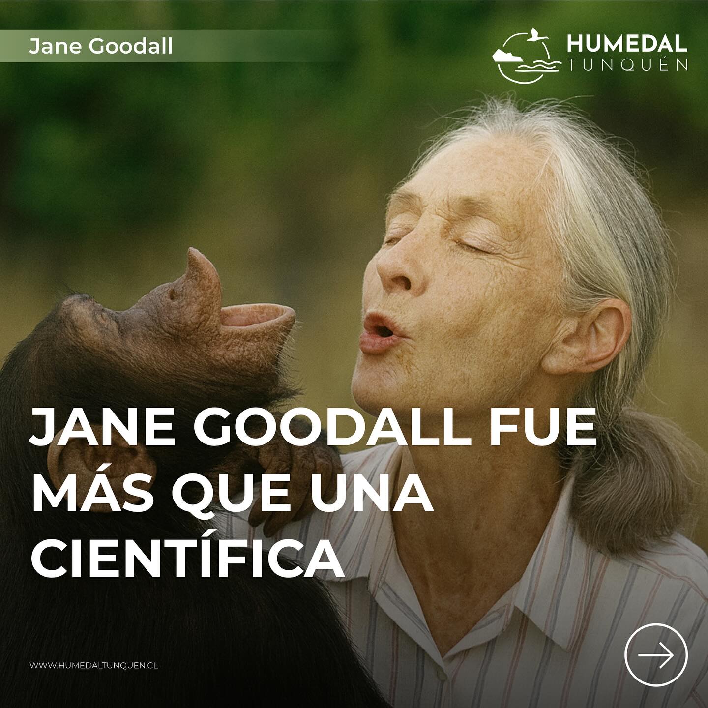 ✨ “Solo si lo entendemos podremos preocuparnos, solo si nos preocupamos, podremos ayudar, y solo si ayudamos, podremos salvarnos” – Jane Goodall.
Lucharemos día a día para honrar la comprensión que nos regaló y seguir su legado en la protección del Humedal de Tunquén. 🌿💚