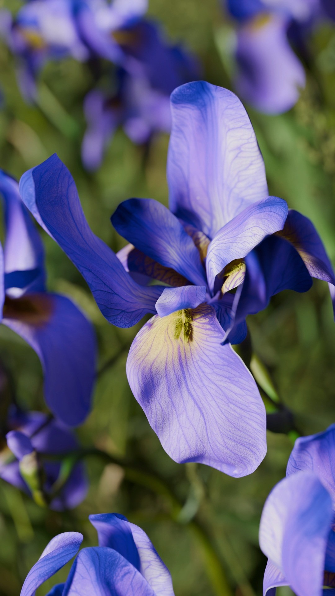 🎥✨ BLU INDACO – L’ESSENZA DEL MISTERO ✨🎥
Immergiti in un viaggio olfattivo tra eleganza e profondità.
Blu Indaco di Giardini di Toscana è un profumo magnetico, avvolgente, che racconta storie di introspezione e fascino notturno.
💙 Note intense e vellutate
🌌 Un carattere sofisticato e moderno
📍 Disponibile da Profumeria Lorenzi a Milano
🛒 Acquistabile online su www.profumerialorenzi.it
🔹 Lasciati conquistare dal blu più profondo.
🔹 Scopri Blu Indaco, il profumo che parla di te.
#BluIndaco #GiardiniDiToscana #ProfumeriaLorenzi #ProfumiArtistici #Milano #NicheFragrance #ReelProfumo #profumeriadinicchia #lorenzi #profumeriaselettiva