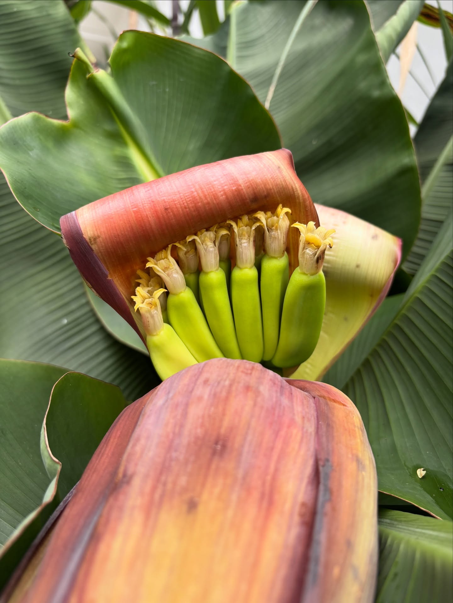 Have you ever stopped to notice how beautiful banana blossoms are? 🌸💛 🌸💛