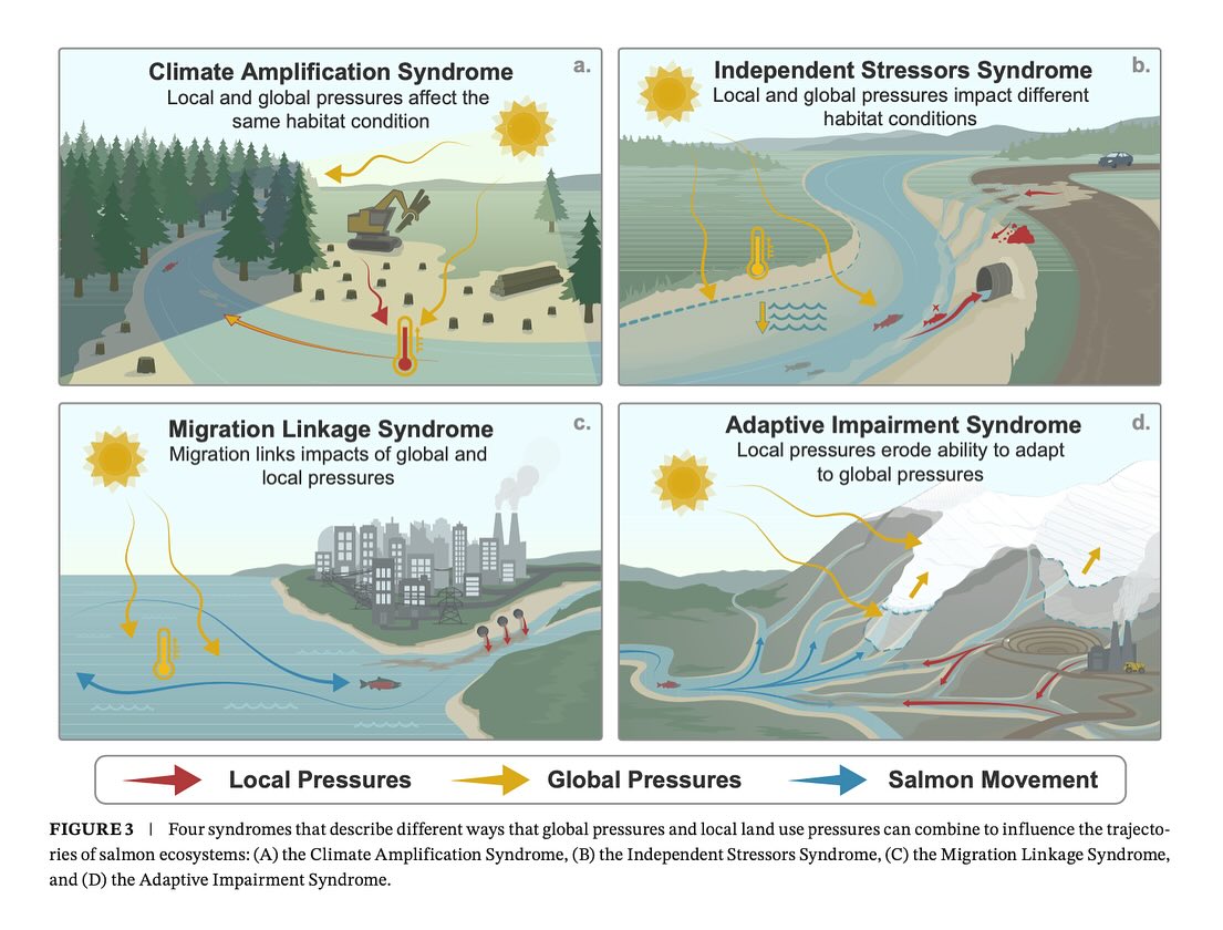 New research alert! 🚨🗣
A very (!!) recent study by Jon and co-authors shows that local management activities can either strengthen or weaken watershed resilience to climate change, affecting both salmon and people.
Linking the small-scale to the large-scale, this paper identifies four different syndromes of the combined impacts of local watershed pressures and climate change. These syndromes impair the ability of salmon and their ecosystem to cope with climate change, highlighting how cumulative harms from land use and climate change are pushing many salmon-bearing watersheds to impoverishment.
Using a downscaled application of the safe operating space concept, the study provides tangible options for local management to give salmon watersheds the time and space to cope with climate change.
“Managing for climate resilience will not be status quo but will entail strengthened environmental protections, hard decisions, and trade-offs. In some ways, the ideas are quite simple. The science is clear. There is now an urgent need and opportunity to translate this knowledge into on-the-ground action and policies for climate resilience that invest in the well-being of our futures,” says Jon.
This paper is associated with the Watershed Futures Initiative. Paper coauthors include collaborators from the University of British Columbia, Fisheries and Oceans Canada, and other organizations.
Link in bio for the whole thing!
.
.
.
#newpaper #newpublication #research #cumulativeeffects #salmon #policy #climatechange #climateresilience #localmanagement #environment