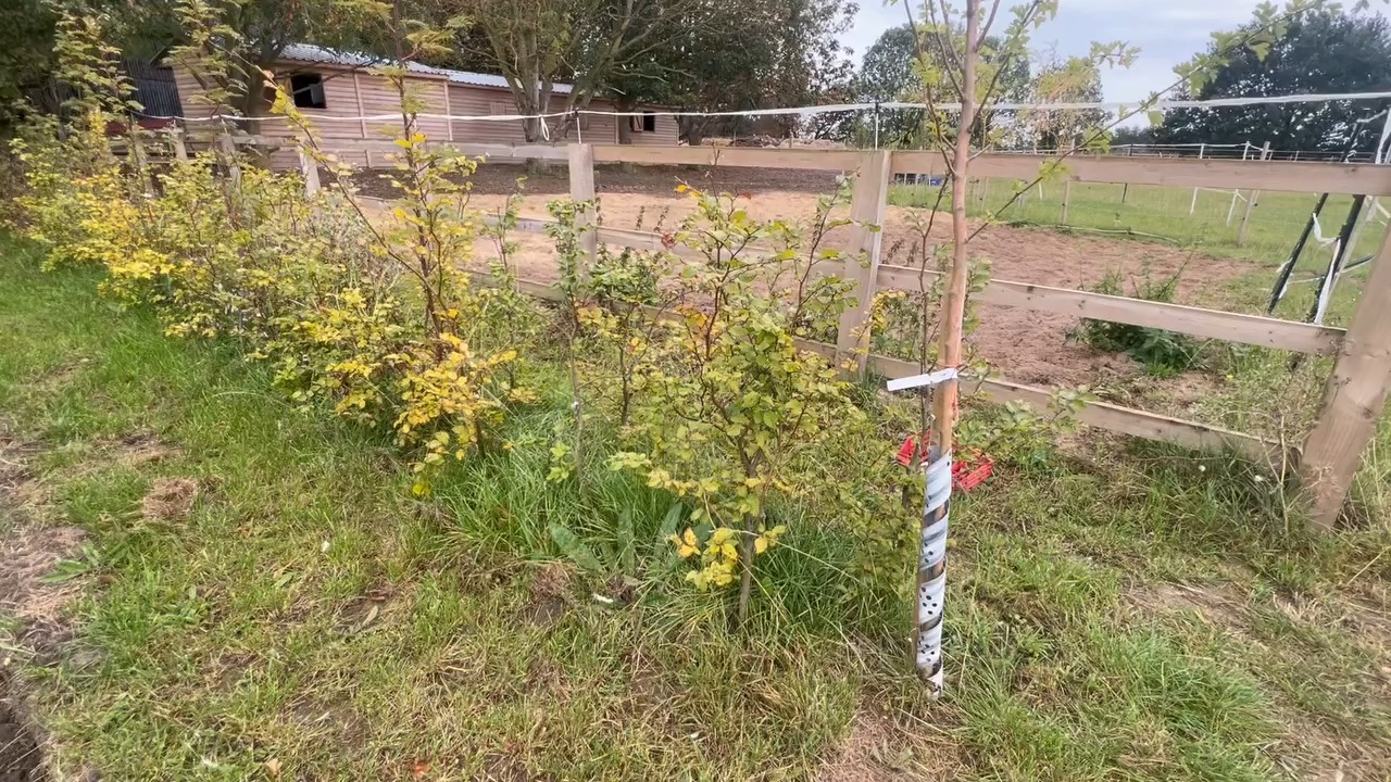 Welcome to the season of bare root trees!
As the garden slows and the days shorten, our trees become dormant, yet full of promise.
Planted from November they take root with patience and care, quietly preparing for the spring ahead.
Now is not the end of the gardening year - it is the beautiful beginning, when time and the rhythm of the seasons set the stage for trees to take their life force back into the soil.
We will start lifting our trees from the beginning of November, ready to ship out to you.
We need a bit more rain here in West Norfolk before we can lift the horse hedging.
But it’s raining today!
We’re tweaking price lists and hedging packs for pre orders from Oct 15th.
The video shows a green beech hedge we planted in February.
With Rowan trees every 1.5 metres.
Now about 5ft tall after one horribly dry growing season.